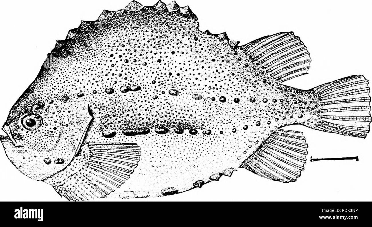 . A guide to the study of fishes. Fishes; Zoology; Fishes. 454 Pareioplitas, or Mailed-cheek P'ishes watch the eggs. Cyclopterichthys ventricosus is a large species with smooth skin from the North Pacific. The Sea-snails: Liparididse.—The sea-snails, Liparididce are closely related to the lumpfishes, but the body is more elongate,. Fjg. 406.—Lumpfish, Cyclopterus lumpus (Linnaeus). Eastport, Me. tadpole shaped, covered with very lax skin, like the &quot;wrinkled skin on scalded milk.&quot; In structure the liparids are still more degenerate than the lumpfishes. Even the characteristic ven-. Pl Stock Photo