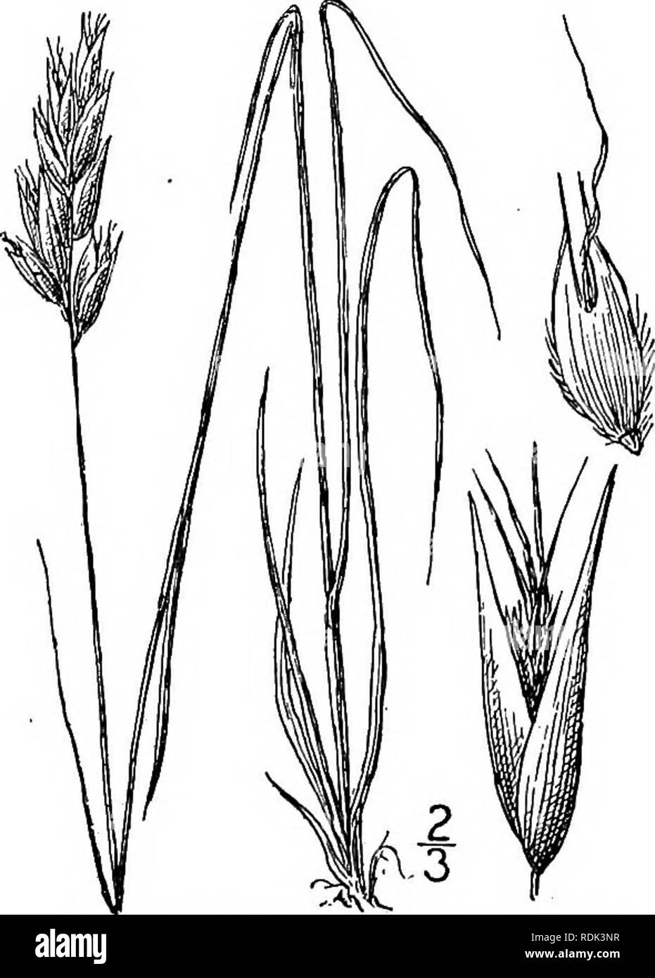 . An illustrated flora of the northern United States, Canada and the British possessions, from Newfoundland to the parallel of the southern boundary of Virginia, and from the Atlantic Ocean westward to the 102d meridian. Botany; Botany. GRAMINEAE. Vol. I.. 5. Danthonia intermedia Vasey. Vasey's Wild Oat-grass. Fig. 536. D. intermedia Vasey, Bull. Torr. Club 10: 52. 1883. A glabrous tufted perennial. Culms 4-18' tall; blades up to 6' long and 2&quot; wide, often involute; panicle l£&quot;-2&quot; long, contracted, dense, spike-like, variegated with purple, its branches short and ap- pressed; sp Stock Photo