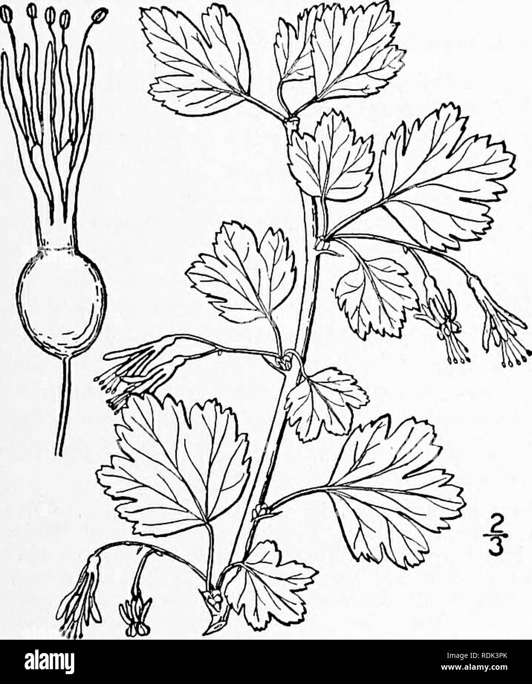 . An illustrated flora of the northern United States, Canada and the British possessions, from Newfoundland to the parallel of the southern boundary of Virginia, and from the Atlantic Ocean westward to the 102d meridian. Botany; Botany. 6. Grossularia rotundifolia (Michx.) Gov. &amp; Britt. Eastern Wild Goose- berry. Fig. 2210. Ribes rotitndifolium Michx. Fl. Bor. Am. i: no. 1803. Grossularia rotundifolia Gov. &amp; Britt. N. A. Fl. 22 : 22Z. 1908. Nodal spines commonly short, or often altogether wanting, and the prickles few or none. Leaves suborbicular, broadly cuneate to subcordate at the b Stock Photo