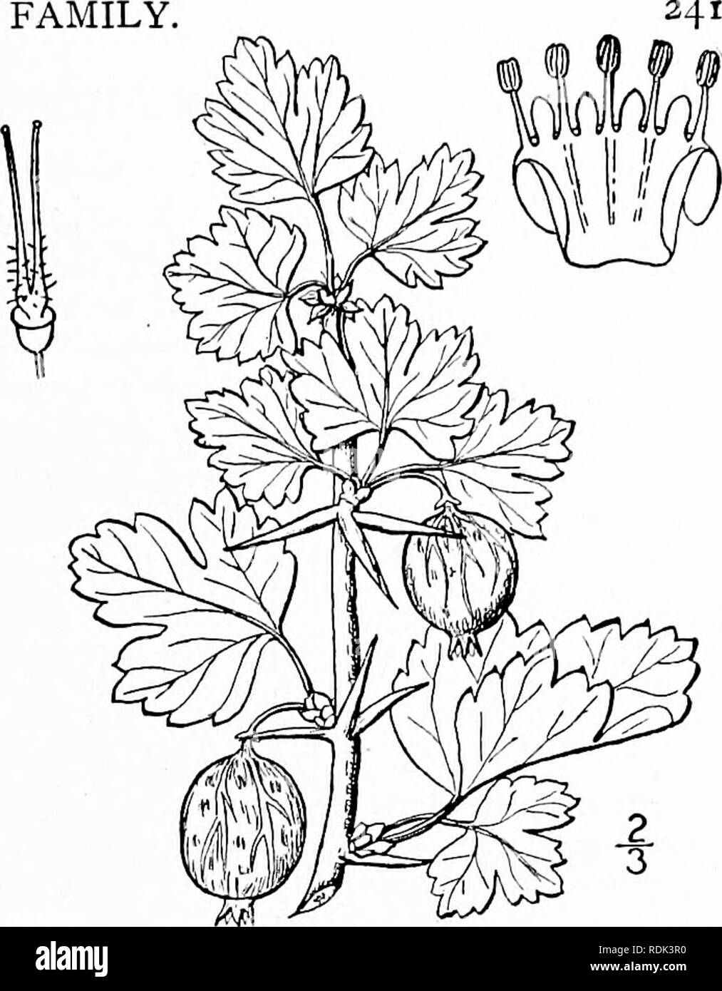 . An illustrated flora of the northern United States, Canada and the British possessions, from Newfoundland to the parallel of the southern boundary of Virginia, and from the Atlantic Ocean westward to the 102d meridian. Botany; Botany. Genus 2. GOOSEBERRY FAMILY. 5. Grossularia reclinata (L.) Mill. Garden Gooseberry. Fig. 2209. Ribes rccUnatiiin L. Sp. PI. 201, 1753. Ribes Uva-crispa L. Sp. PI. 201. 1753. Ribes Grossularia L. Sp. PI. 201. 1753. G. reclinata Mill. Gard. Diet. Ed. 8, No. 4. 1768. Nodal spines stout, spreading or reflexed, usually 3 together but sometimes solitary or 2. Prickles Stock Photo