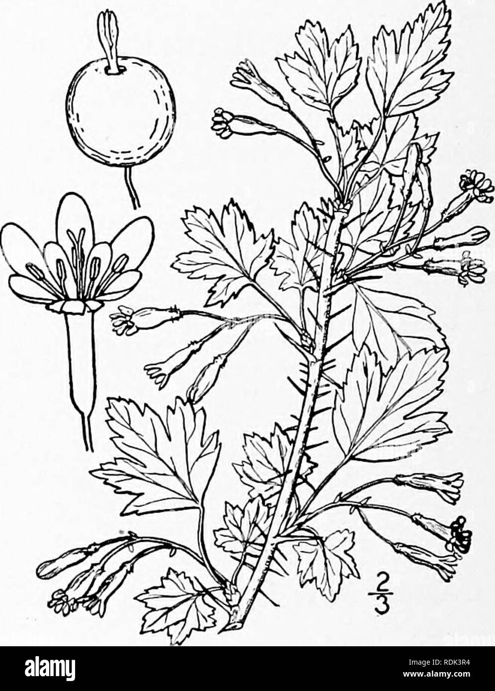 . An illustrated flora of the northern United States, Canada and the British possessions, from Newfoundland to the parallel of the southern boundary of Virginia, and from the Atlantic Ocean westward to the 102d meridian. Botany; Botany. 4. Grossularia oxyacanthoides (L.) Mill. Hawthorn or Northern Gooseberry. Fig. 2208. Ribes oxyacanthoides L. Sp. PI. 201. 1753. Grossularia oxyacanthoides Mill. Card. Diet. Ed. 8, No. 4. 1768. Nodal spines generally solitary, light colored, 3&quot;-6&quot; long, sometimes none. Prickles scattered or wanting; leaves suborbicular, the lobes obtuse or acute; petio Stock Photo