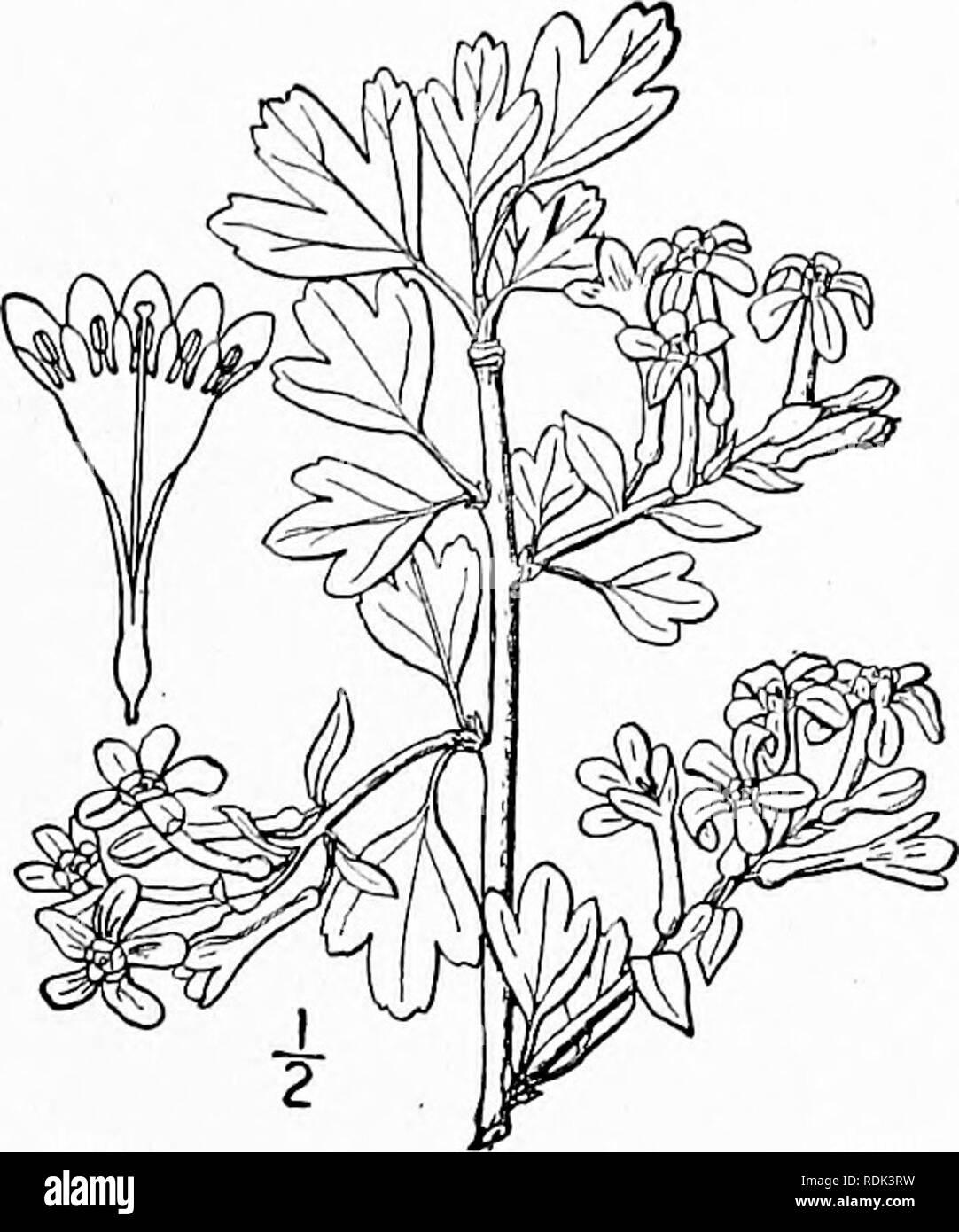 . An illustrated flora of the northern United States, Canada and the British possessions, from Newfoundland to the parallel of the southern boundary of Virginia, and from the Atlantic Ocean westward to the 102d meridian. Botany; Botany. Genus i. GOOSEBERRY FAMILY. 239 8. Ribes odoratum Wendl. Golden, Buffalo or Missouri Currant. Fig. 2204. R. odoratum Wendl. in Bartl. &amp; Wendl. Beitr. 2: 15. 1825. Unarmed. Petioles rather slender, pubescent; leaves convolute in the bud, at length glabrous, often broader than long, thick, 3-lobed or sometimes 5-lobed, broadly cuneate or truncate at the base, Stock Photo