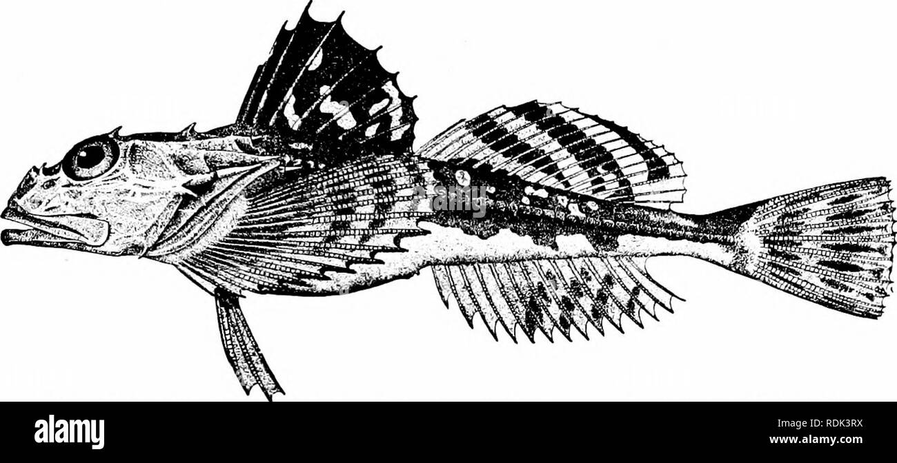 . A guide to the study of fishes. Fishes; Zoology; Fishes. Pareioplitas, or Mailed-cheek Fishes 447 varied are the sculpins of the North Pacific, Myoxocephalus polyacanthocephalus being the best known and most widely diffused. Oncocottus quadricornis is the long-homed sculpin of the Arctic Europe, entering the lakes of Russia and British. Fig. 393.—lS-,spined Sculpin, Mi/o.rocephalus octodecimspifiosus (.Mitchill). Beasley Point, N. J. America. Triglopsis thompsoni of the depths in our own Great Lakes seems to be a dwarfed and degenerate descendant of Oncocottus. The genus Zesticelus contains  Stock Photo