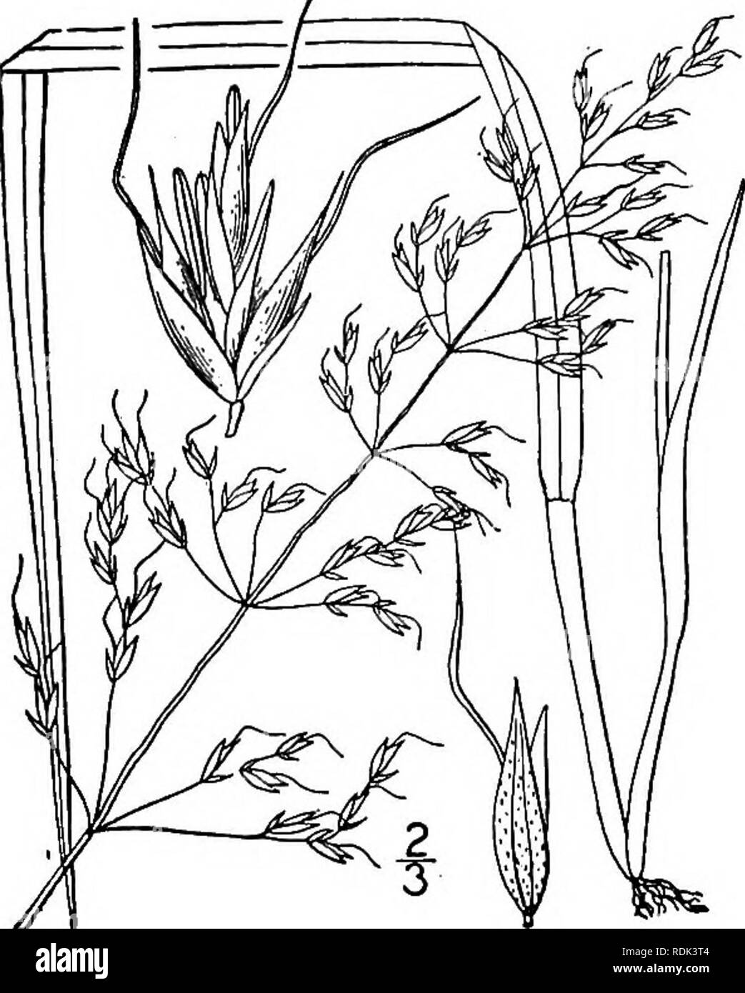 . An illustrated flora of the northern United States, Canada and the British possessions, from Newfoundland to the parallel of the southern boundary of Virginia, and from the Atlantic Ocean westward to the 102d meridian. Botany; Botany. Genus 52. GRASS FAMILY. 217 1. Trisetum spicatum (L.) Richter. Narrow False Oat. Fig. 523. Aira spicata L. Sp. PI. 64. 1753. Aira subspicata L. Syst. Veg. Ed. io, 673. 1759. Avena mollis Michx. Fl. Bor. Am. 1: 72. 1803. Trisetum subspicatum Beauv. Agrost. 180. 1812. T. spicatum Richter, PI. Europ. 1: 59. 1890. Softly pubescent or glabrous, culms 6'-2G tall, ere Stock Photo