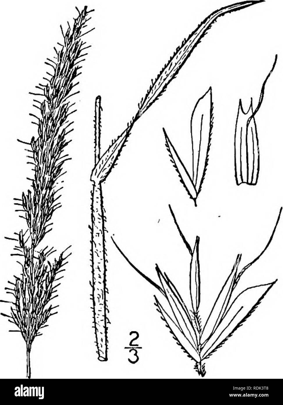 . An illustrated flora of the northern United States, Canada and the British possessions, from Newfoundland to the parallel of the southern boundary of Virginia, and from the Atlantic Ocean westward to the 102d meridian. Botany; Botany. Genus 52. GRASS FAMILY. 217 1. Trisetum spicatum (L.) Richter. Narrow False Oat. Fig. 523. Aira spicata L. Sp. PI. 64. 1753. Aira subspicata L. Syst. Veg. Ed. io, 673. 1759. Avena mollis Michx. Fl. Bor. Am. 1: 72. 1803. Trisetum subspicatum Beauv. Agrost. 180. 1812. T. spicatum Richter, PI. Europ. 1: 59. 1890. Softly pubescent or glabrous, culms 6'-2G tall, ere Stock Photo