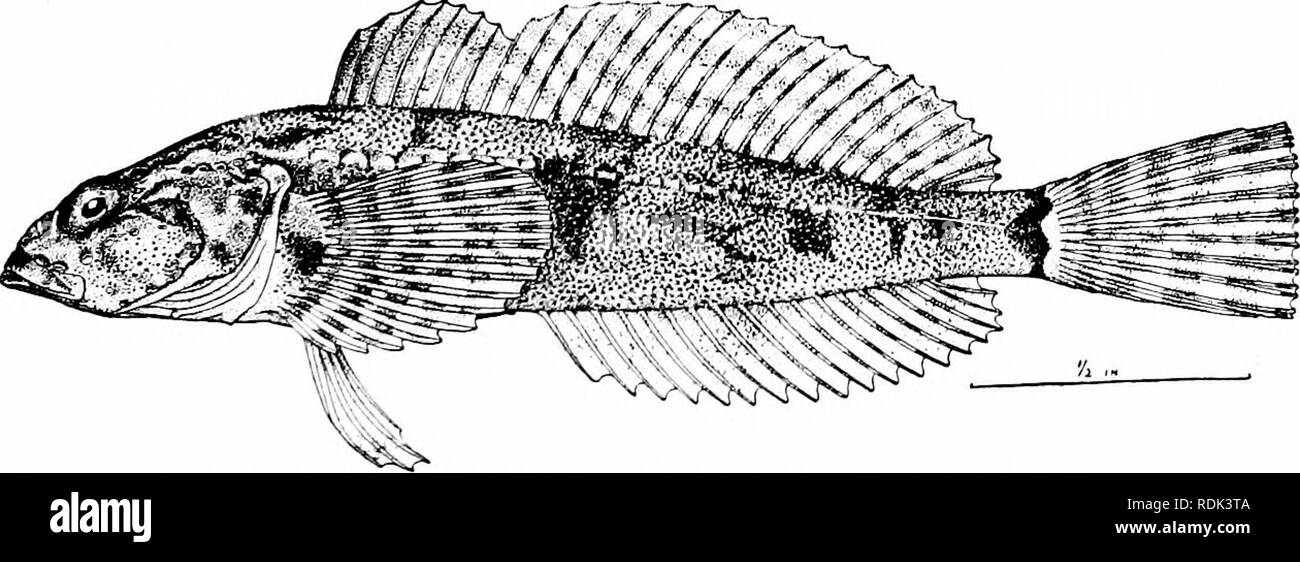. A guide to the study of fishes. Fishes; Zoology; Fishes. Fig. 3S9.—Miller's Thumb, Uranidea tenuis Evermann &amp; Meek. Klamath Falls. exist in each of these regions. The genus Uranidea is found in America. It is composed of smaller species with fewer teeth and fin-rays, the ventrals i, 3. Uranidea gracilis is the commonest of these, the miller's thumb of New England. Rheopresbe fujiyamcB is a large river sculpin in Japan.. Fig. 390.—Coftus evermanni Gilbert. Lost River, Oregon. Trachidermus ansatits is another river species, the &quot;mountain- witch&quot; Cyama-no-kami) of Japan, remarkabl Stock Photo