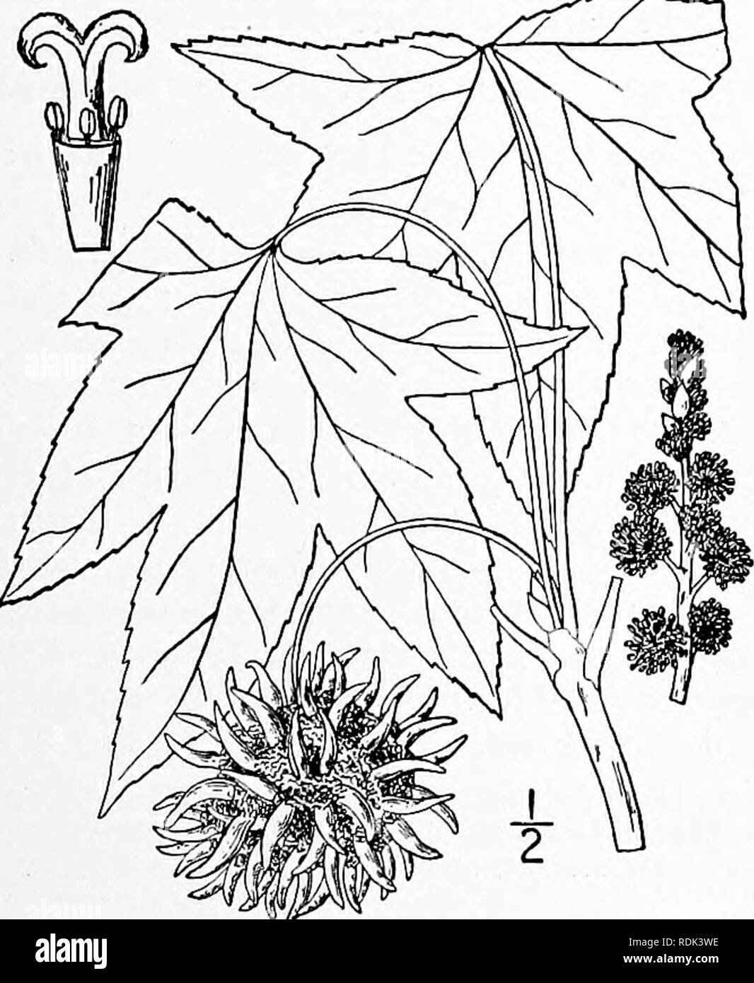 . An illustrated flora of the northern United States, Canada and the British possessions, from Newfoundland to the parallel of the southern boundary of Virginia, and from the Atlantic Ocean westward to the 102d meridian. Botany; Botany. I. Hamamelis virginiana L. Witch- Hazel. Fig. 2195. Hamamelis virginiana L Sp. PI. 124. 1753. A shrub, or rarely a small tree with max- imum height of about 2,5°, the twigs slightly scurfy, or glabrous. Leaves short-petioled, obovate or broadly oval, obtuse or pointed at the ape.x, somewhat cordate and inequilateral at the base, stellate-pubescent, at least wdi Stock Photo