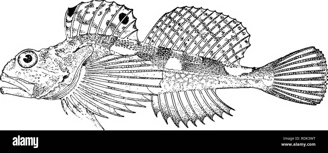 . A guide to the study of fishes. Fishes; Zoology; Fishes. Fig. 381.—Jordania zonope Starks. Puget Sound. I, 5, although almost in all the other sculpins the rays are reduced to i, 3 or i, 4. The flesh has the livid blue color seen in the cultus cod Ophiodon elongatus. To Icelinus, Artedius, Hemilepidotus, Astrolytes, and related genera belong many species with the body partly scaled. These. Fig. 382.—Astrolytes noiospilotus (Girard). Puget Sound. are characteristic of the North Pacific, in which they drop to a considerable depth. Icelus, Triglops, and Artediellus are found also in the North A Stock Photo