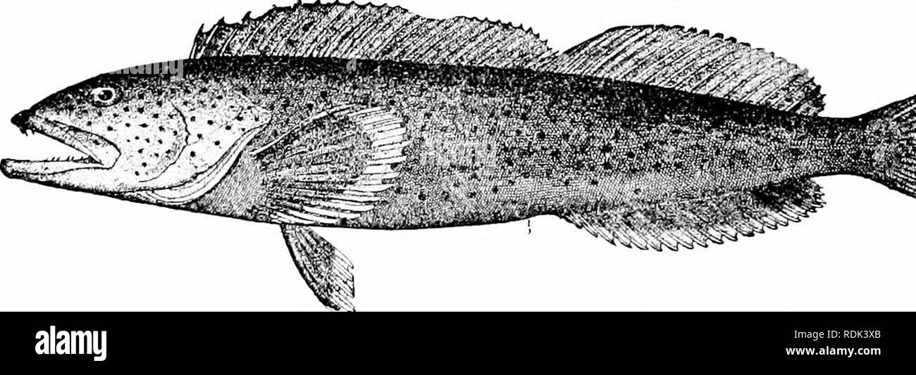 . A guide to the study of fishes. Fishes; Zoology; Fishes. Fig. 379.âGreenling, Hexagrammox decagrnmmus (Pallas). Sitka. fat cod, Hexagrammos otakii, common throughout Japan. The red rock-trout, Hexagrammos superciliosns, is beautifully varie- gated with red, the color being extremely variable. Other species are found in Japan and Kamchatka. Agra))unHS agram-. â ^ Til,. jSO.â(. ultu. L td, Ophiodim elongatus (Girard). Sitka, .laska. mils of Japan differs in the possession of but one lateral line. Opliiodon elongatus, the blue cod, cultus cod, or Buffalo cod of California, is a large fish of m Stock Photo