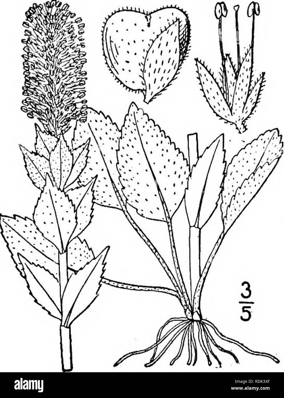 . An illustrated flora of the northern United States, Canada and the British possessions, from Newfoundland to the parallel of the southern boundary of Virginia, and from the Atlantic Ocean westward to the 102d meridian. Botany; Botany. Genus 22. FIGWORT FAMILY. 199 2. Synthyris rubra (Hook.) Benth. Western Synthyris. Fig. 3795. Gymnandra rubra Hook. Fl. Bor. Amer. 2: 103. pi. 172. 1838. Synthyris rubra Benth. in DC. Prodr. 10: 455. 1846. Wulfenia rubra Greene, Erythea 2: 83. 1894. Besseya rubra Rydberg, Bull. Torr. Club 30: 280. 1903. Similar to the preceding species but lower, pubescent or t Stock Photo