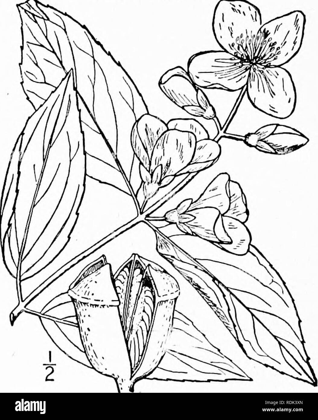. An illustrated flora of the northern United States, Canada and the British possessions, from Newfoundland to the parallel of the southern boundary of Virginia, and from the Atlantic Ocean westward to the 102d meridian. Botany; Botany. fj 3. Philadelphus coronarius L. Garden S}'ringa. Mock Orange. Fig. 2191. Philadelphus coronarius L. Sp. PI. 470. 1753. A shrub 8°-iQ° high. Leaves short-petioled, oval, elliptic or ovate-elliptic, 2'-4' long, glabrous above, pubescent beneath, acute or acuminate at the apex, rounded or narrowed at the base, den- ticulate with distant teeth, 3-nerved; flowers n Stock Photo