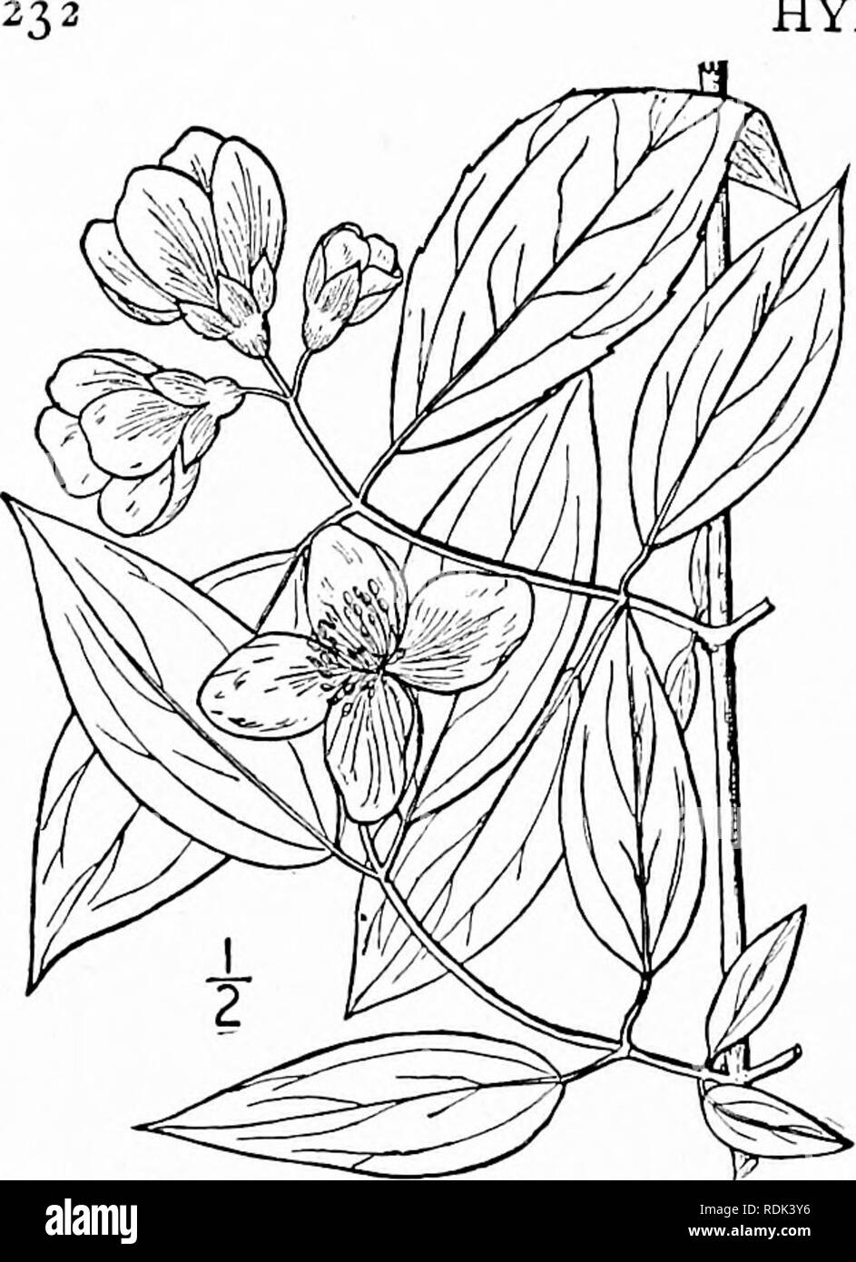 . An illustrated flora of the northern United States, Canada and the British possessions, from Newfoundland to the parallel of the southern boundary of Virginia, and from the Atlantic Ocean westward to the 102d meridian. Botany; Botany. HYDRANGEACEAE. Vol. II. I. Philadelphus inodorus. L. Scentless Syringa. Fig. 2189. Philadelphus inodorus L. Sp. PI. 470. 1803. A shrub, 6°-8° high, glabrous or very nearly so throughout. Leaves ovate or oval, acute or acu- minate at the apex, rounded or sometimes nar- rowed at the base, 2'-$' long, strongly 3-nerved, serrate with small distant teeth, or entire; Stock Photo