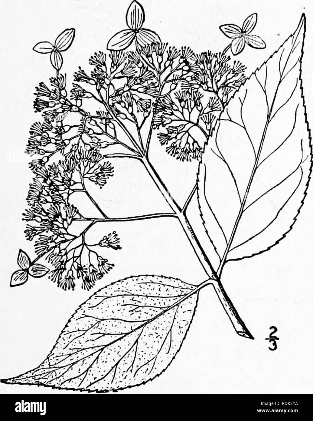 . An illustrated flora of the northern United States, Canada and the British possessions, from Newfoundland to the parallel of the southern boundary of Virginia, and from the Atlantic Ocean westward to the 102d meridian. Botany; Botany. 2. Hydrangea cinerea Small. Ash)' Hy- drangea. Fig. 2188. Hydrangea cinerea Small, Bull. Torr. Club 25: 14 A shrub 6°-8° high, the twigs finely pubescent or glabrate. Leaves slender-petioled, ovate, rounded or cordate at the base, acute or acumi- nate at the apex, 3'-6' long, slightly thicker than those of the preceding species, green and nearly glabrous above, Stock Photo