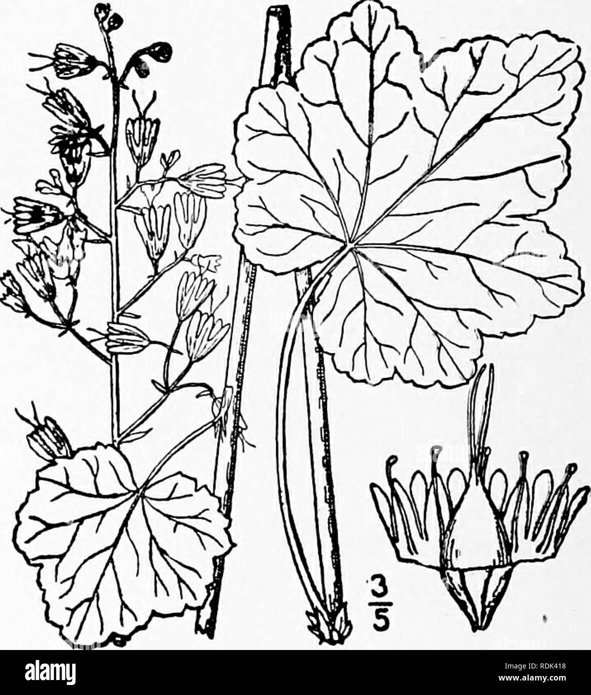 . An illustrated flora of the northern United States, Canada and the British possessions, from Newfoundland to the parallel of the southern boundary of Virginia, and from the Atlantic Ocean westward to the 102d meridian. Botany; Botany. 9. Heuchera longiflora Rydb. Long- flowered Heuchera. Fig. 2181. Heuchera longiflora Rydb.; Britton, Man. 482. 1901. Stems l2''-3° high, glabrous or hirsutulous above, leafless. Leaves long-petioled, orbicular- reniform to orbicular-ovate, 2'-4' wide, shal- lowly lobed and with very broad teeth; panicle lax, wide, with slender branches; flowering calyx 4&quot;- Stock Photo