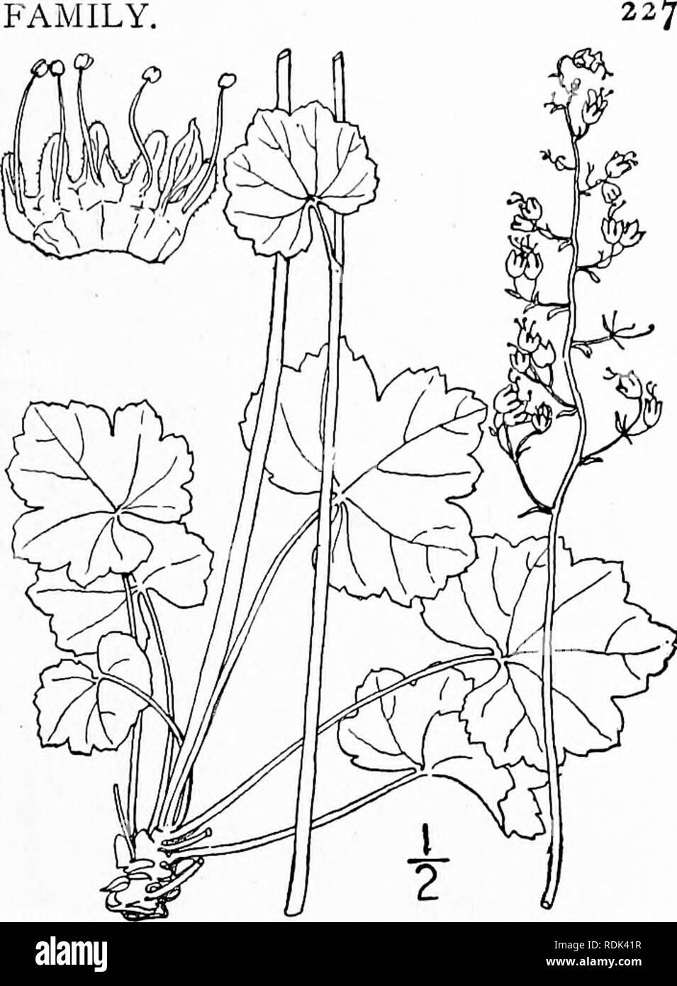 . An illustrated flora of the northern United States, Canada and the British possessions, from Newfoundland to the parallel of the southern boundary of Virginia, and from the Atlantic Ocean westward to the 102d meridian. Botany; Botany. 8. Heuchera hispida Pursh. Rough Heuchera. Fig. 2180. H. hispida Pursh, Fl. Am. Sept. 188. 1814. Heuchera Richardsonii R. Br. Frankl. Journ. 766. pi. 2g. 1823. Stem 2°-4° tall, hirsutely-pubescent or rarely nearly glabrous, usually leafless. Leaves 2'-3' wide, on long and slender petioles, broadly ovate-orbicular, with 5-9 shallow rounded dentate lobes; panicle Stock Photo