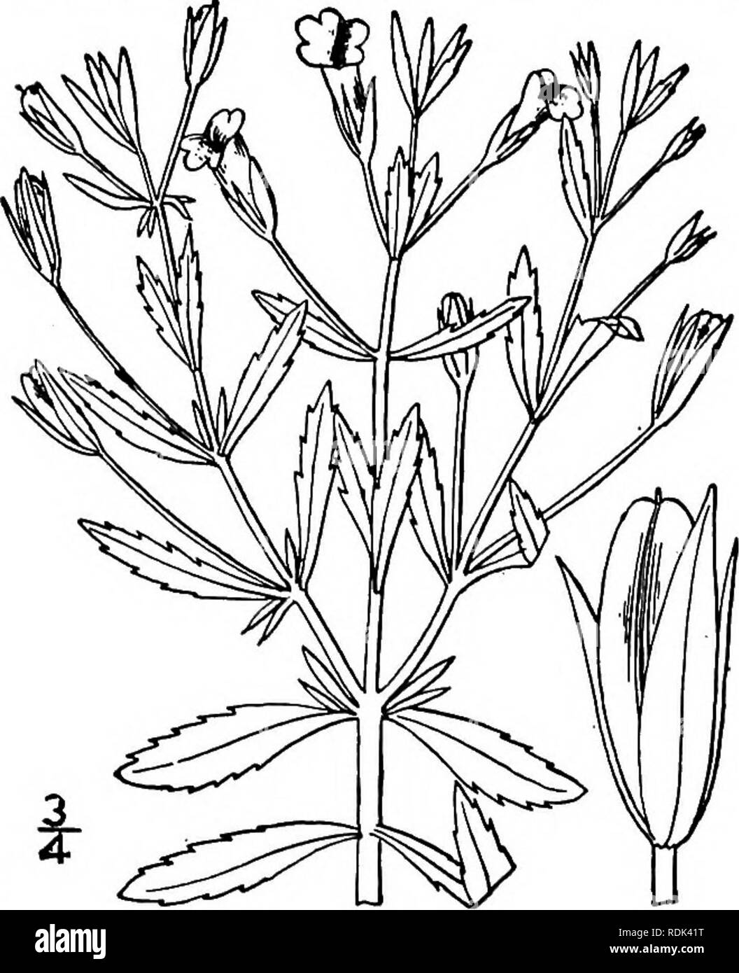 . An illustrated flora of the northern United States, Canada and the British possessions, from Newfoundland to the parallel of the southern boundary of Virginia, and from the Atlantic Ocean westward to the 102d meridian. Botany; Botany. 15. HYDROTRIDA Willd. Perennial aromatic succulent creeping herbs, usually pubescent. Stems terete. Leaves opposite; blades broadest below the middle, palmately nerved, entire or shallowly toothed, punctate, partly clasping. Flowers solitary on short axillary peduncles. Calyx subtended by 2 small bractlets. Sepals nearly distinct, the outer ones cordate, the up Stock Photo