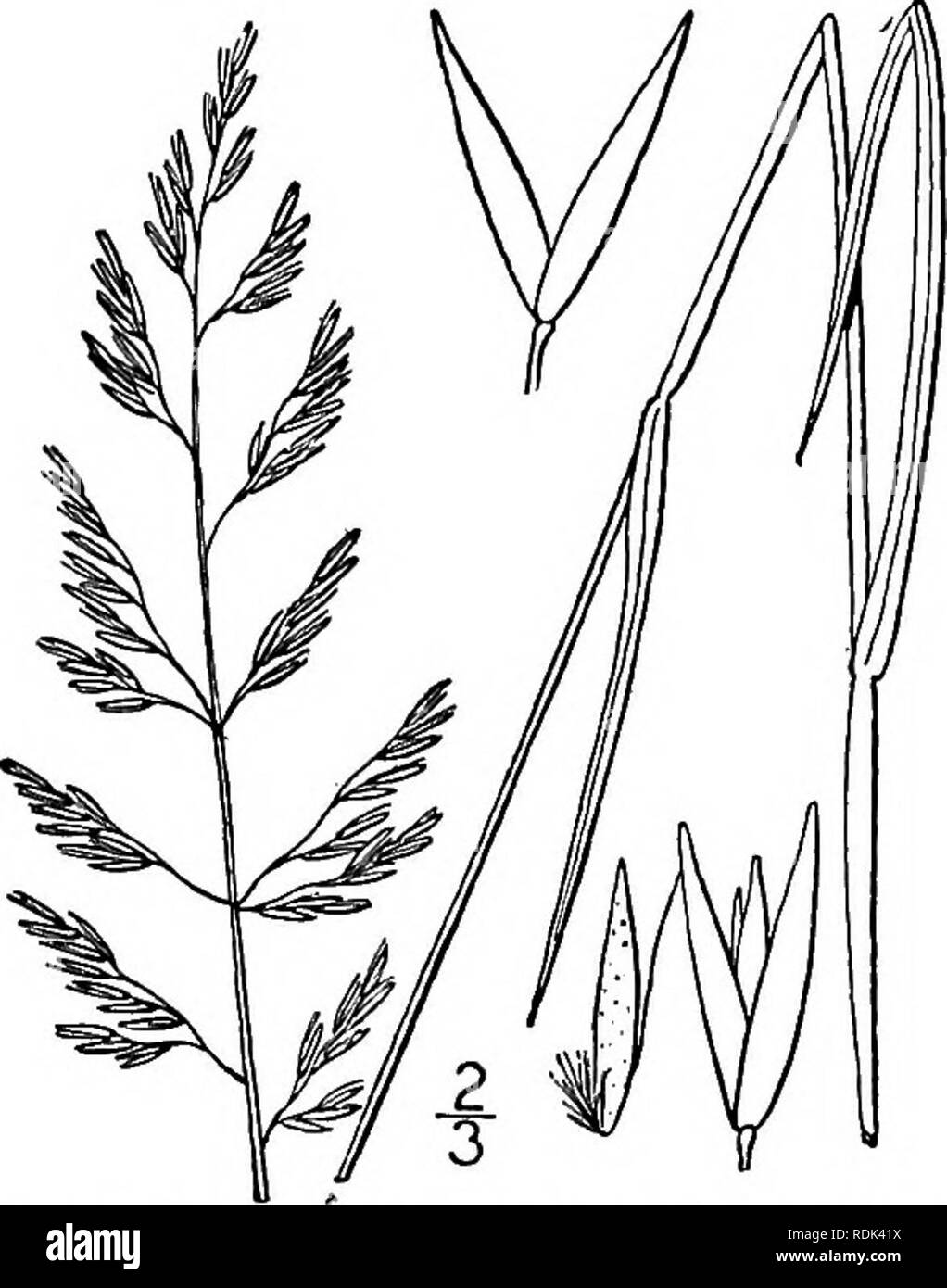 . An illustrated flora of the northern United States, Canada and the British possessions, from Newfoundland to the parallel of the southern boundary of Virginia, and from the Atlantic Ocean westward to the 102d meridian. Botany; Botany. 208 GRAMINEAE. Vol. I. 8. C. neglecta.. Panicle more or less contracted. Culms and almost filiform leaf-blades soft, not rigid. Culms and wide leaf-blades hard, rigid. Panicle elongated, loosely flowered; culms not tufted, or little so. 9. C. inexpansa. Panicle short, dense and spike-like; culms strongly tufted. Panicle narrow, much interrupted below; awn much  Stock Photo