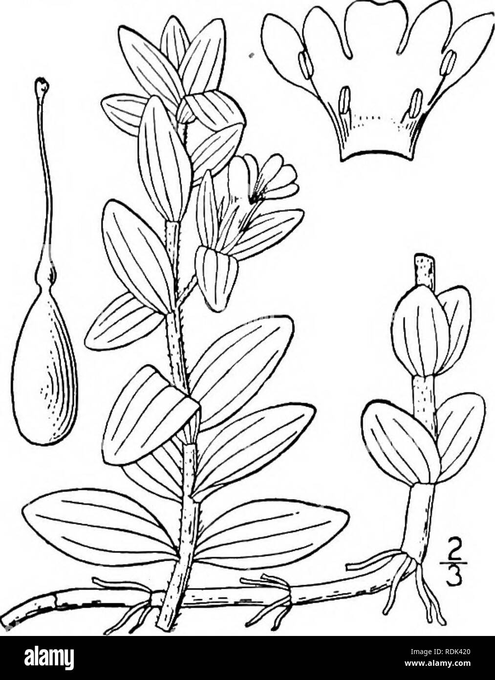 . An illustrated flora of the northern United States, Canada and the British possessions, from Newfoundland to the parallel of the southern boundary of Virginia, and from the Atlantic Ocean westward to the 102d meridian. Botany; Botany. Genus 15. FIGWORT FAMILY. '93. 15. HYDROTRIDA Willd. Perennial aromatic succulent creeping herbs, usually pubescent. Stems terete. Leaves opposite; blades broadest below the middle, palmately nerved, entire or shallowly toothed, punctate, partly clasping. Flowers solitary on short axillary peduncles. Calyx subtended by 2 small bractlets. Sepals nearly distinct, Stock Photo