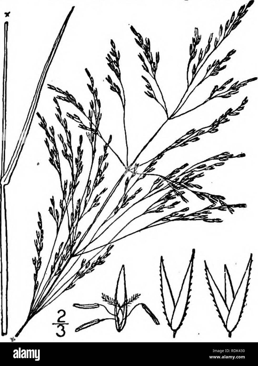 . An illustrated flora of the northern United States, Canada and the British possessions, from Newfoundland to the parallel of the southern boundary of Virginia, and from the Atlantic Ocean westward to the 102d meridian. Botany; Botany. 10. Agrostis perennans (Walt.) Tuckerm. Upland Bent-grass. Fig. 496, Cornucopiae perennans Walt. Fl. Car. 74. 1788. A. perennans Tuckerm. Am. Journ. Sci. 45: 44. 1843. Agrostis intermedia Scribn. Bull. Torr. Club, 20: 476. 1893. Not. Balb. 1801. A. pseudo-intermedia Farwell, Ann. Rep. Com. Parks &amp; Boul. Detroit 11: 46. 1900. A. Scribneriana Nash, in Small,  Stock Photo