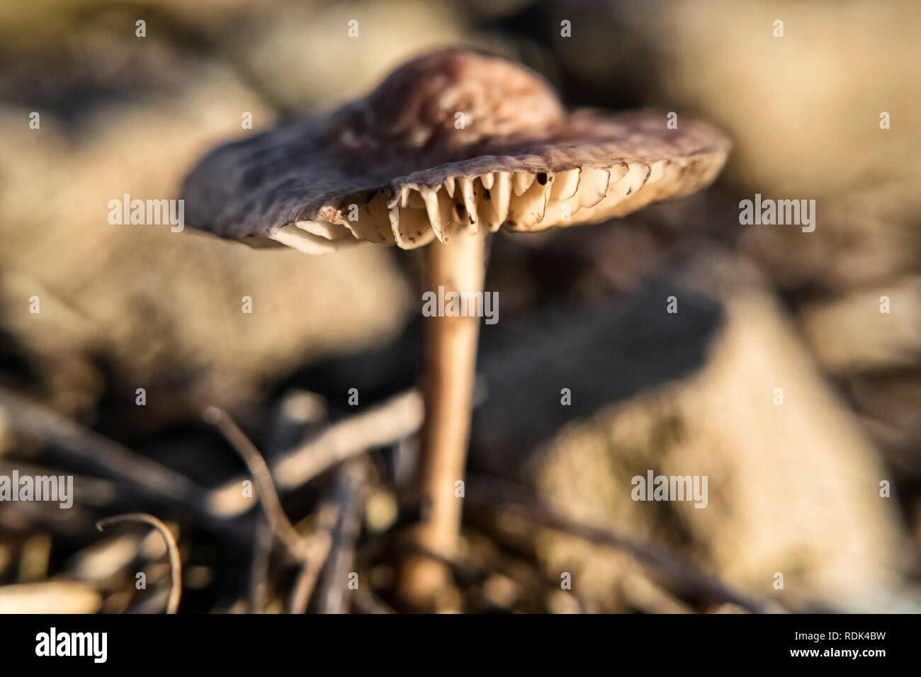 A small mushroom of toadstool in the bright sun during sunset Stock Photo