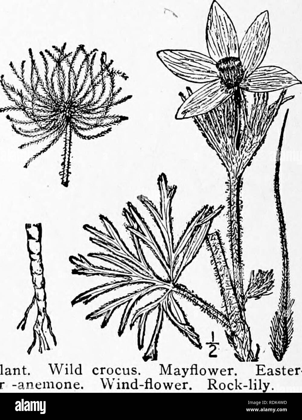 . An illustrated flora of the northern United States, Canada and the British possessions, from Newfoundland to the parallel of the southern boundary of Virginia, and from the Atlantic Ocean westward to the 102d meridian. Botany; Botany. T. Syndesmon thalictroides (L.) Hoffmg. Rue-Anemone. Fig. 1891. Anemone thalictroides L. Sp. PI. 542. 1753. Thalictrum aiiemonoides Michx. Fl, Bor. Am. i 322. 1803. Syndesmon thalictroides Hoffmg. Flora 15 Part 2, Intell. Bl. 4, 34. 1832. Anemonella thalictroides Spach, Hist. Veg. 7 240. 1839. Low, glabrous, 4'-9' high, the flowering stem arising in early sprin Stock Photo