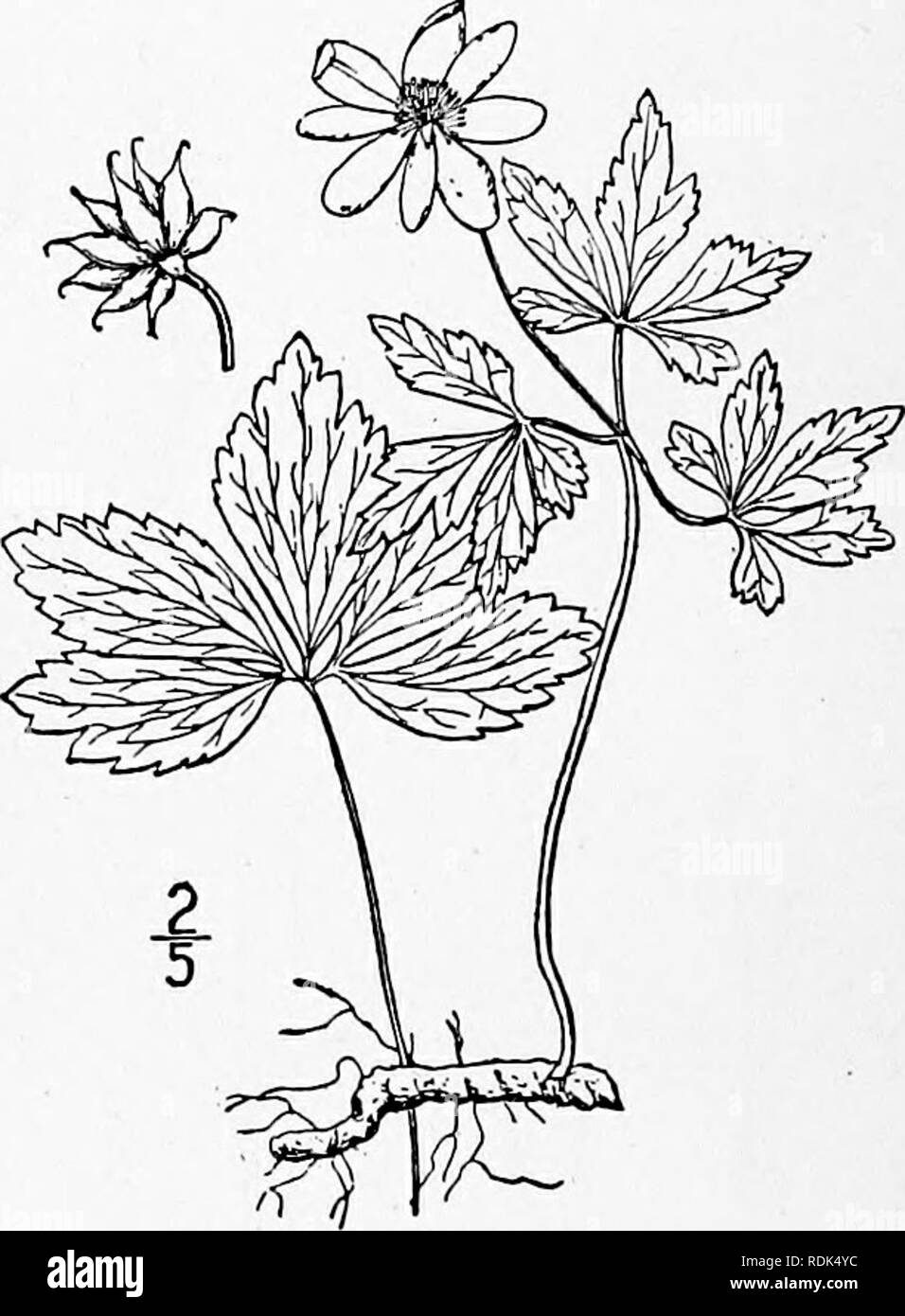 . An illustrated flora of the northern United States, Canada and the British possessions, from Newfoundland to the parallel of the southern boundary of Virginia, and from the Atlantic Ocean westward to the 102d meridian. Botany; Botany. 9. Anemone trifolia L. Mountain Ane- mone. Fig. 1888. Anemone trifolia L. Sp. PI. 540. 1753. A. lancifolia Pursh, Fl. Am. Sept. 387. 1814. Stout, 6'-i6' tall, nearly glabrous through- out. Basal leaves mostly 3-divided (some- times 4-S-divided), long-petioled, dentate, often somewhat lobed; involucral leaves stout- petioled, 3-parted, the divisions oblong- lanc Stock Photo