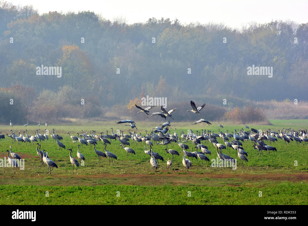 Flying cranes on Hortobágy, Hungary. common crane, Eurasian crane, Kranich, daru, Grus grus Stock Photo