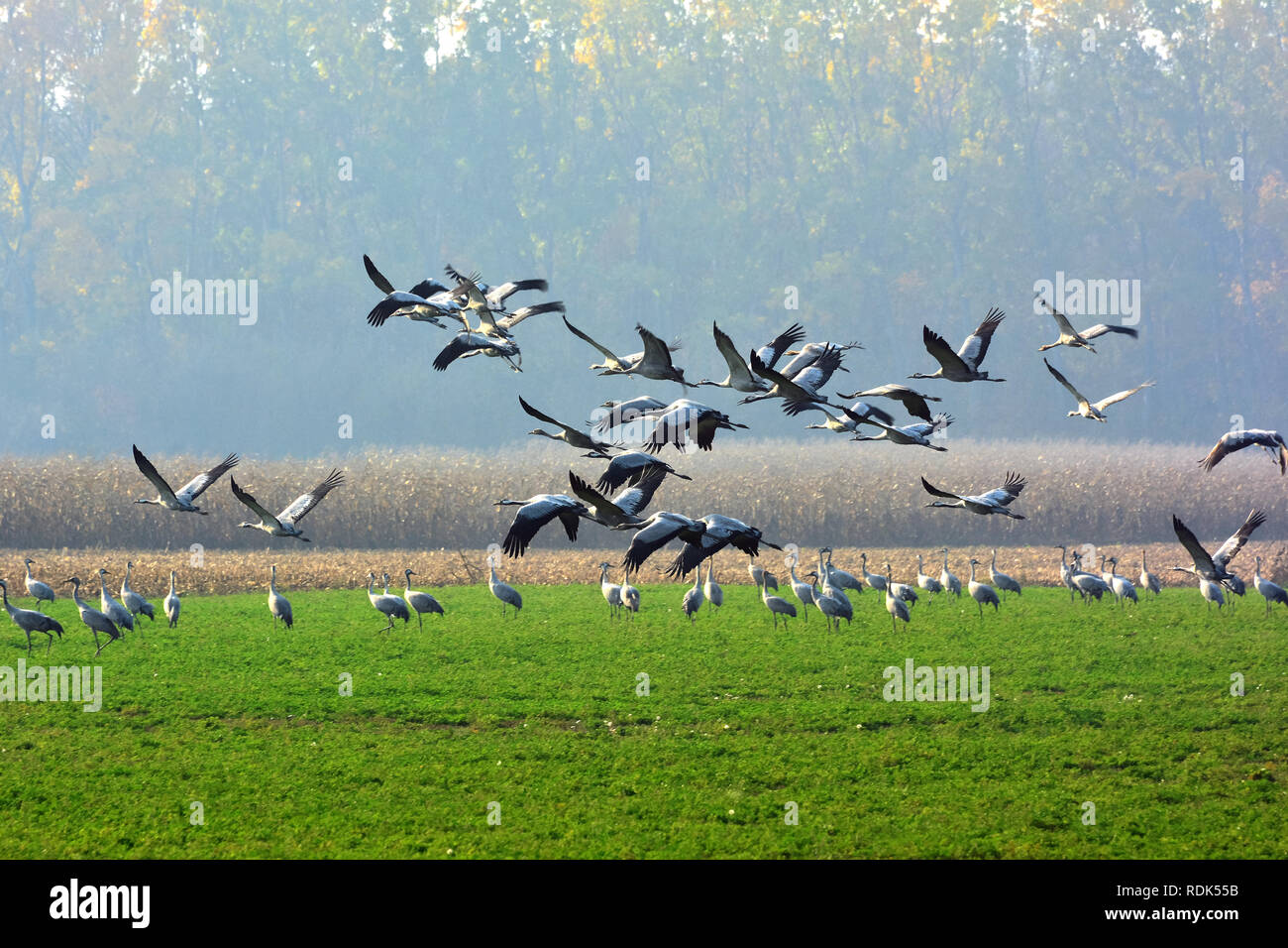 flying-cranes-on-hortob-gy-hungary-common-crane-eurasian-crane