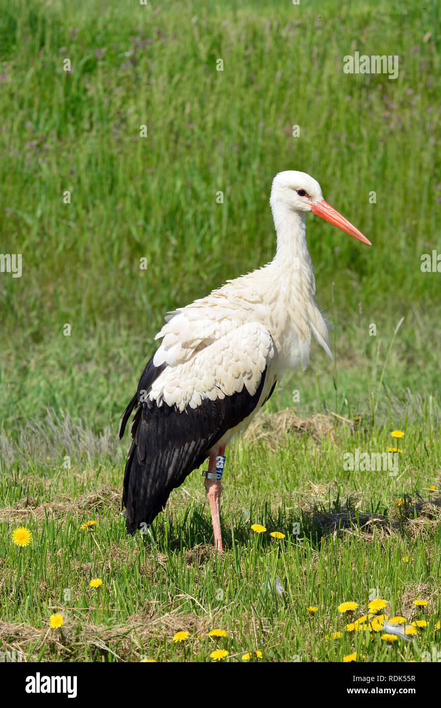 white stork, Weißstorch, fehér gólya, Cigogne blanche, Ciconia ciconia, Hortobágy, Hungary, Magyarország, Europe Stock Photo