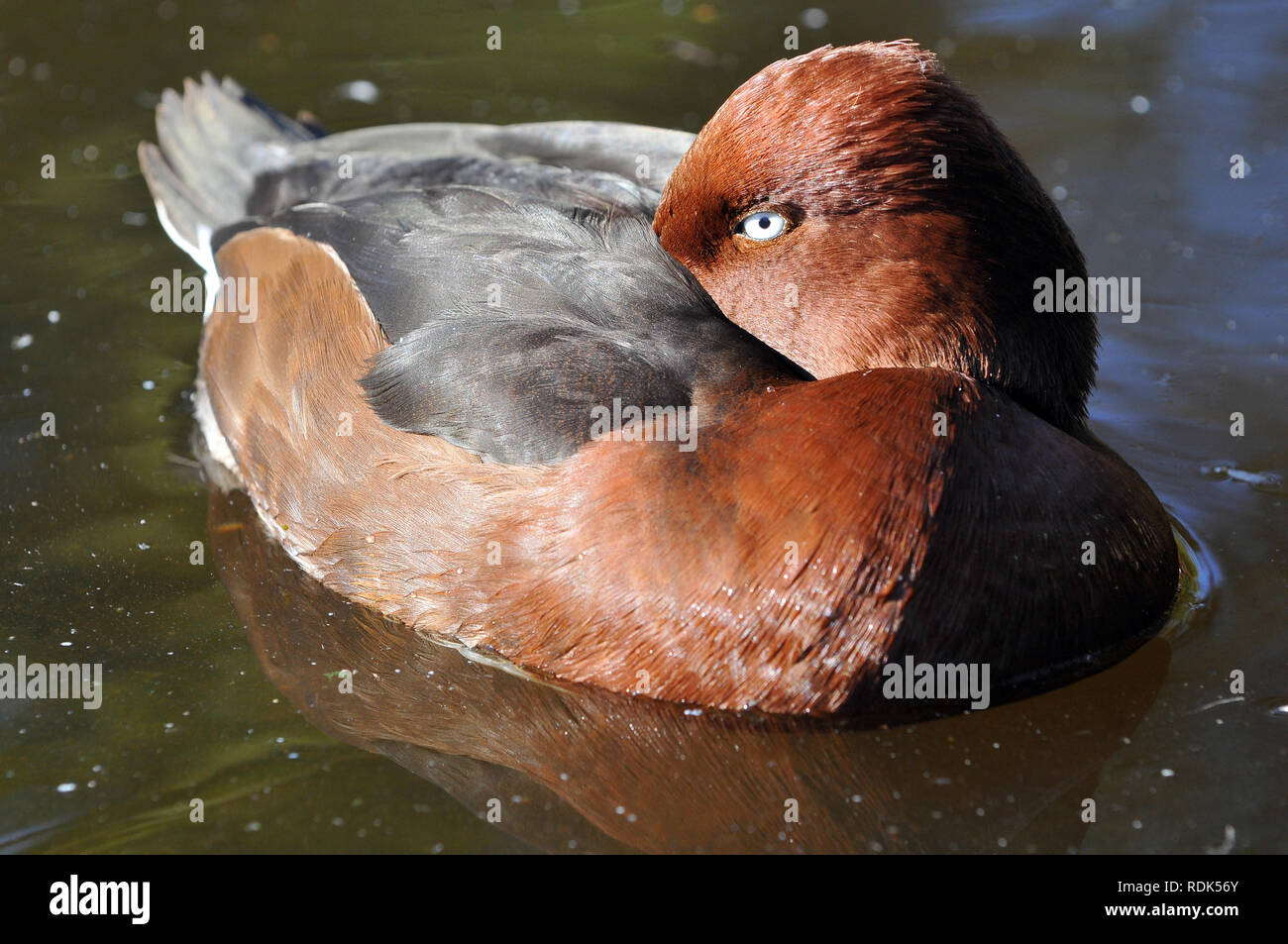 ferruginous duck, Moorente, cigányréce, Aythya nyroca Stock Photo