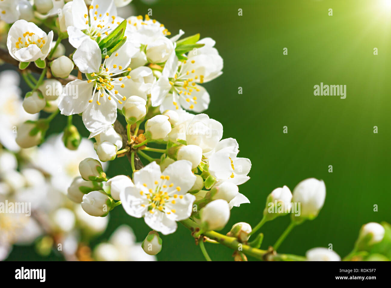 Blooming wild plum tree in sunlight.White flowers in small clusters on