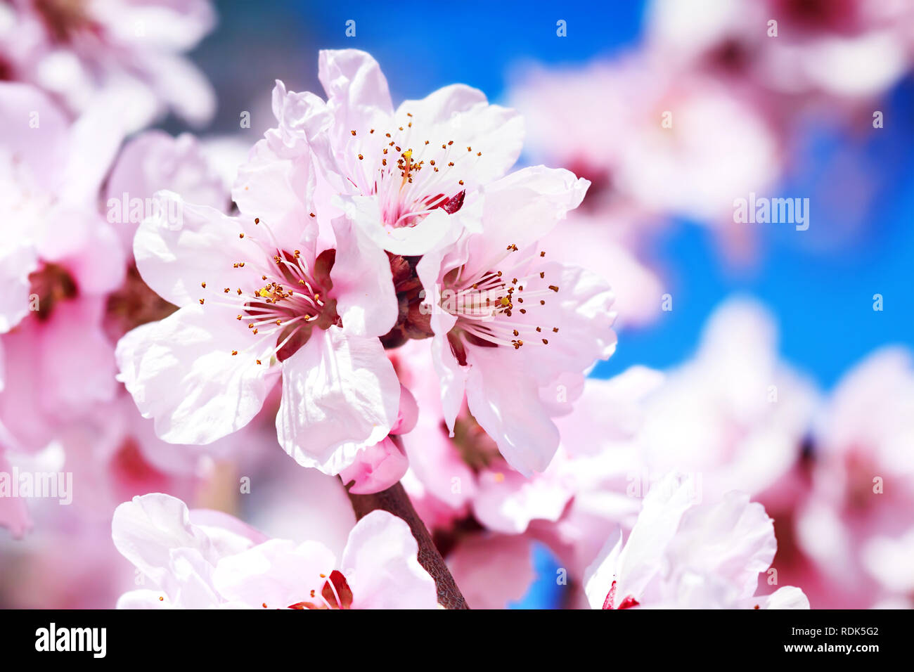 Clusters of small blue flowers hi-res stock photography and images - Alamy