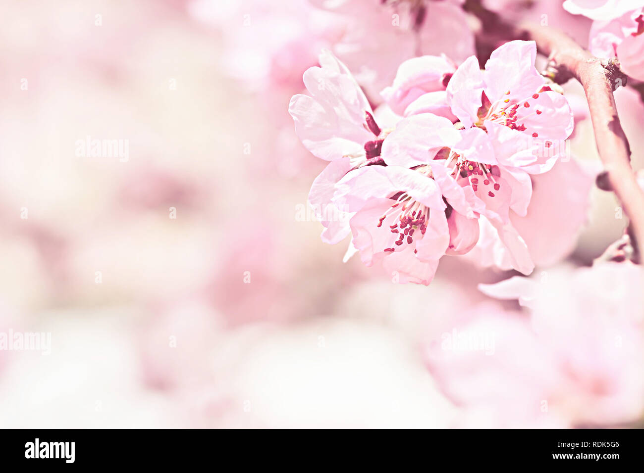 Pink flowers in small clusters on a cherry tree branch Stock Photo Alamy