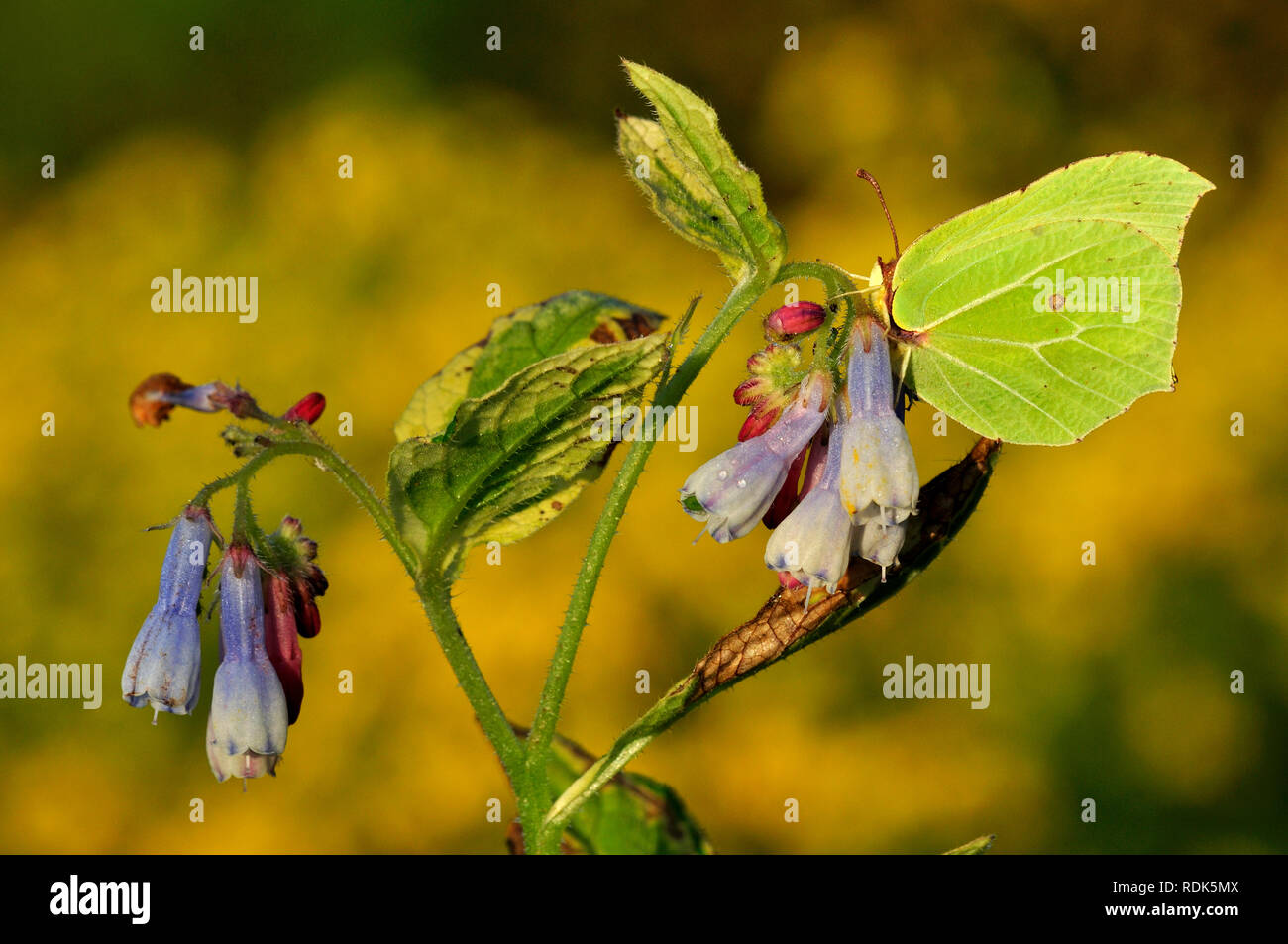 brimstone Stock Photo