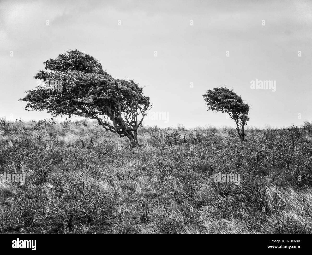 Two hawthorne bushes in the dunes of district Waterleidingduinen near to the cities Zandvoort and Amsterdam in the Netherlands, monochrome Stock Photo