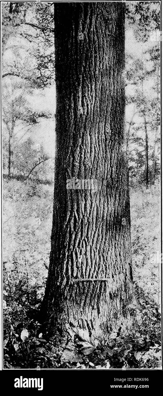 Columnar trunks Black and White Stock Photos & Images - Alamy