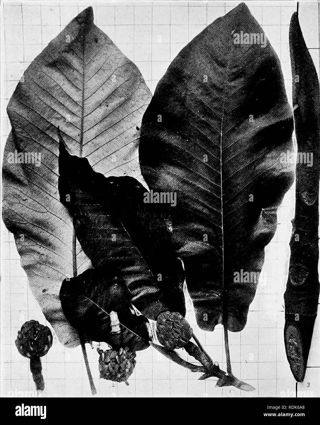 . Handbook of the trees of the northern states and Canada east of the Rocky Mountains, photo-descriptive . Trees. LARGE-LEAF MAGNOLIA. ?i[(i(/olia maciopliiiUa Miclix.. Fig. 237. Branchlet with mature leaves and fruit, i ; detached fruits showing escaping seeds. 2 branchlet in winter, 3. 238. Trunk of tree with foliage of young shoots in background. Alleghany Mountain: Tenn.. Please note that these images are extracted from scanned page images that may have been digitally enhanced for readability - coloration and appearance of these illustrations may not perfectly resemble the original work..  Stock Photo