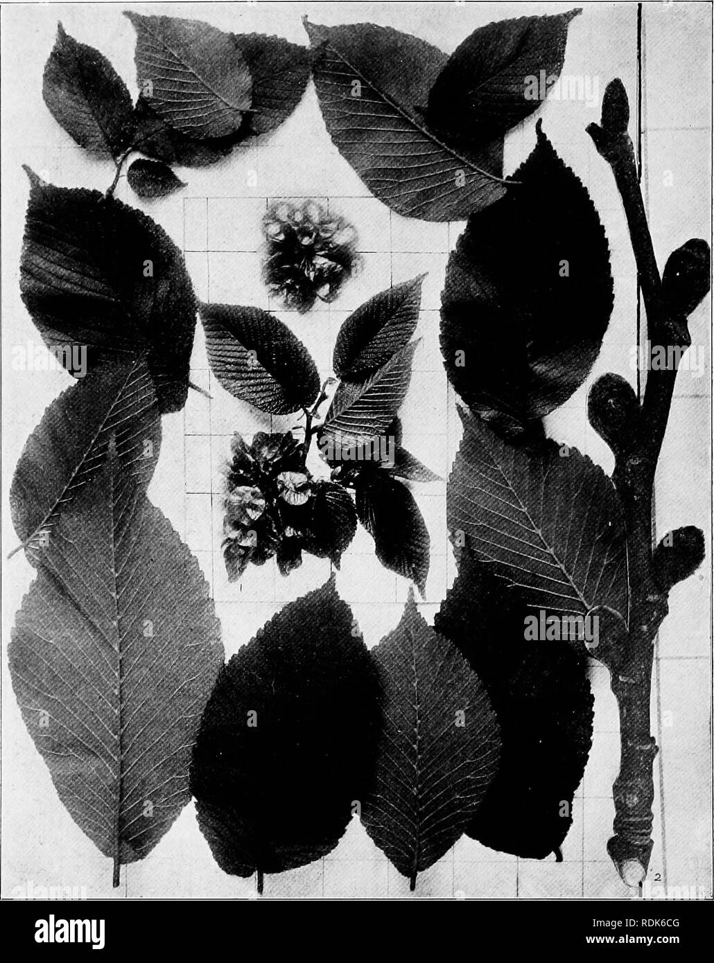 . Handbook of the trees of the northern states and Canada east of the Rocky Mountains, photo-descriptive . Trees. SLIPPERY ELM. RED ELM. Uhnus pubcscens Walt.^. Fig. 2 12. Branchlet with mature fruit, young leaves and stipules, surrounded with mature leaves gathered later, i ; branchlet in winter, with leaf and flower-buds, enlarged. 213. Trunk of tree in Genesee valley, N. Y.. Please note that these images are extracted from scanned page images that may have been digitally enhanced for readability - coloration and appearance of these illustrations may not perfectly resemble the original work. Stock Photo