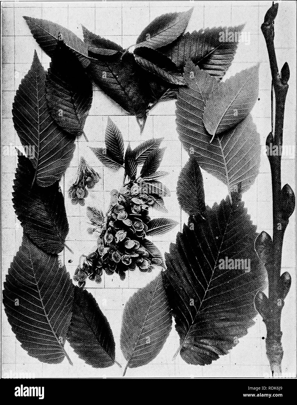 . Handbook of the trees of the northern states and Canada east of the Rocky Mountains, photo-descriptive . Trees. WHITE ELM. WATER ELM. Uhnus Americana L.. Fig. 205. Branchlet with mature fruit and young leaves, surrounded with mature leaves gathered later, i ; branchlet in winter bearing three leaf-buds above and four flower-buds below, enlarged, 2. 206. Trunk of tree. Lowville, N. Y. 207. Wood structure magnified 15 diameters.. Please note that these images are extracted from scanned page images that may have been digitally enhanced for readability - coloration and appearance of these illust Stock Photo