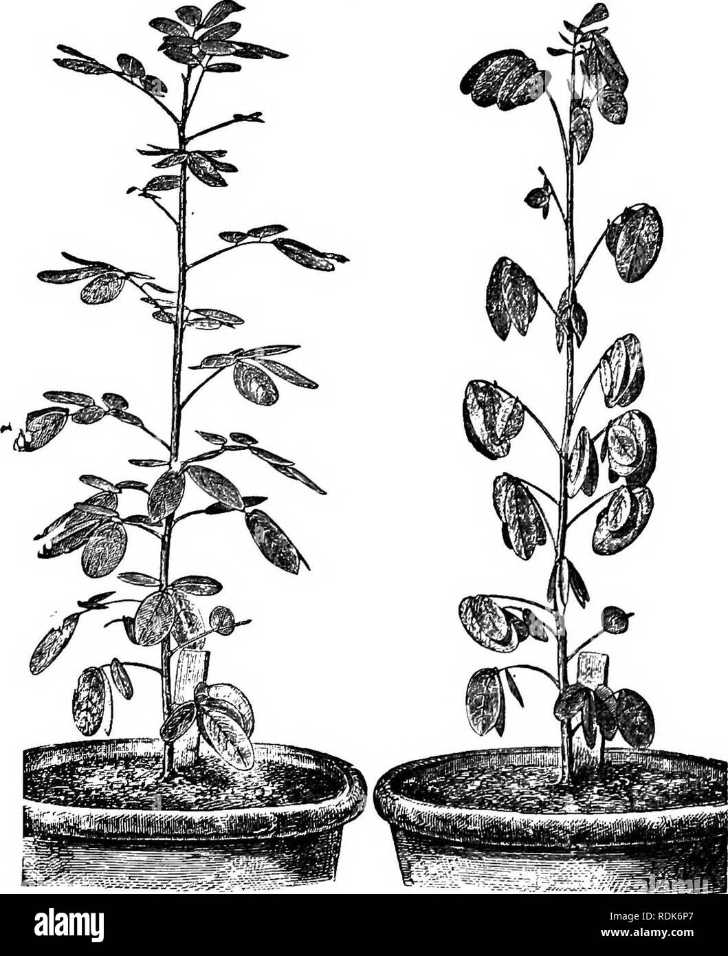 . The power of movement in plants. Plants; Botany. 370 MODIFIED CIKCUMNUTATION. Chap. VIL Bink downwards and rotate, so that they stand laterally at night, as may be seen in the figure. Moreover, they move somewhat backwards, so as to point towards the base of the petiole. Fig. 154.. Cassia coryniicsa: A, plant during day; B, same plant at night. Both figures copied from fhotographa. lu one instance we found that the midrib of a tei-minal leaflet formed at night an angle of 36°, with a line dropped. Please note that these images are extracted from scanned page images that may have been digital Stock Photo
