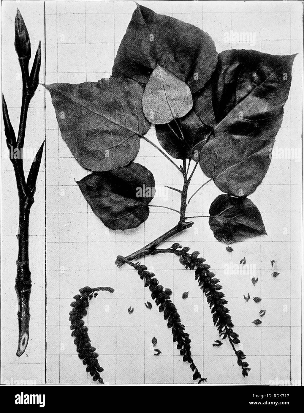 . Handbook of the trees of the northern states and Canada east of the Rocky Mountains, photo-descriptive . Trees. BALM OF GILEAD. Populus candicans Ait.. Fig. ii6. Mature leaves and fruit, i ; branchlet in winter, 2. 117. Trunk of a tree near Lowville, N. Y.. Please note that these images are extracted from scanned page images that may have been digitally enhanced for readability - coloration and appearance of these illustrations may not perfectly resemble the original work.. Hough, Romeyn Beck, 1857-1924. Lowville, N. Y. : Romeyn Beck Hough Stock Photo