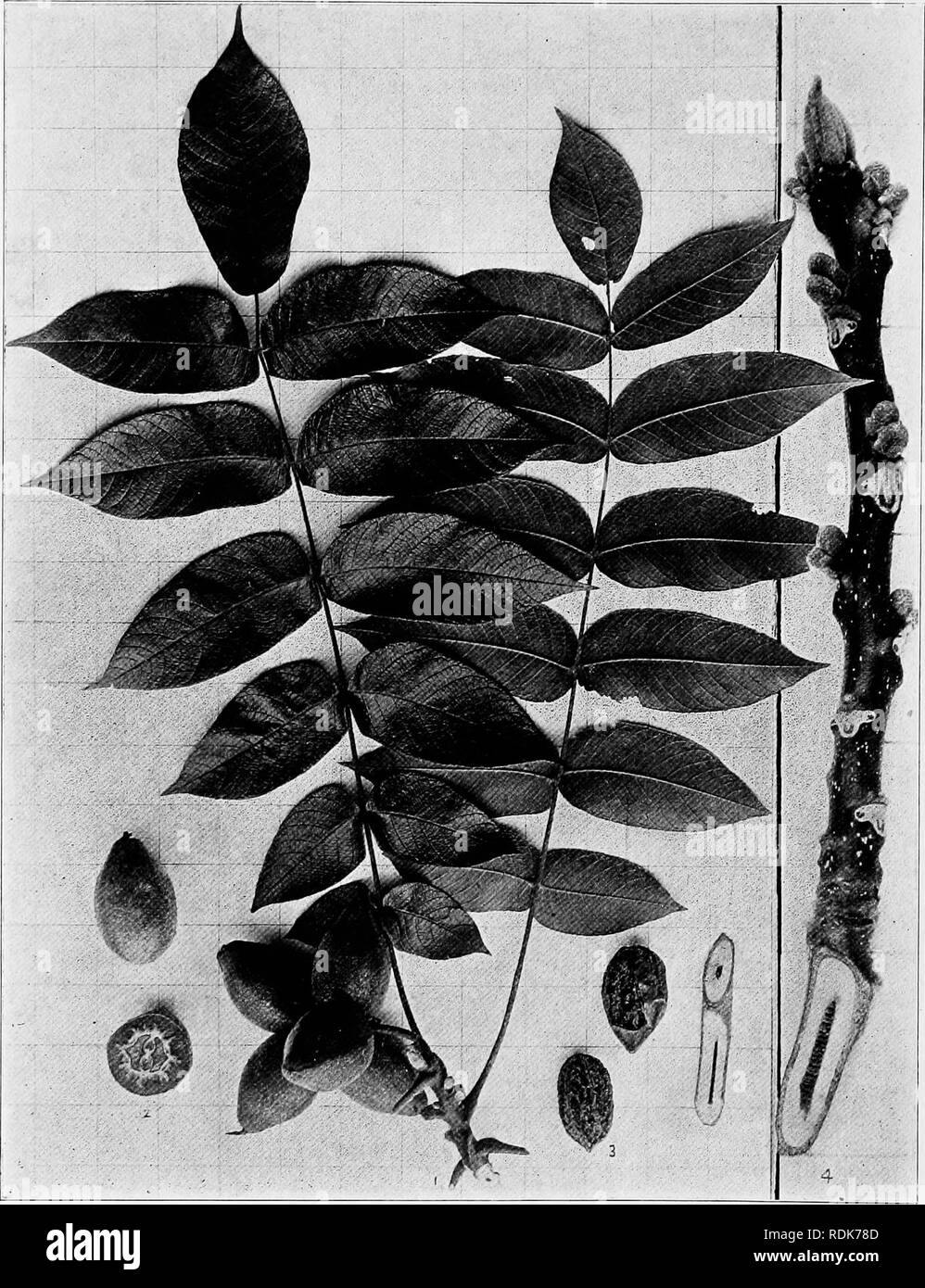 . Handbook of the trees of the northern states and Canada east of the Rocky Mountains, photo-descriptive . Trees. BUTTERNUT. WHITE WALNUT. OIL-NUT. JugJans cinerea L.. Fig. 59. Branchlet bearing leaves and cluster of fruit, i ; fruit in cross-section, 2 ; dried nuts with epicarp removed, 3 ; branchlet in winter, 4. 60. Isolated trunk in Elaci&lt; River valley. Lewis Co., N. Y.. Please note that these images are extracted from scanned page images that may have been digitally enhanced for readability - coloration and appearance of these illustrations may not perfectly resemble the original work. Stock Photo