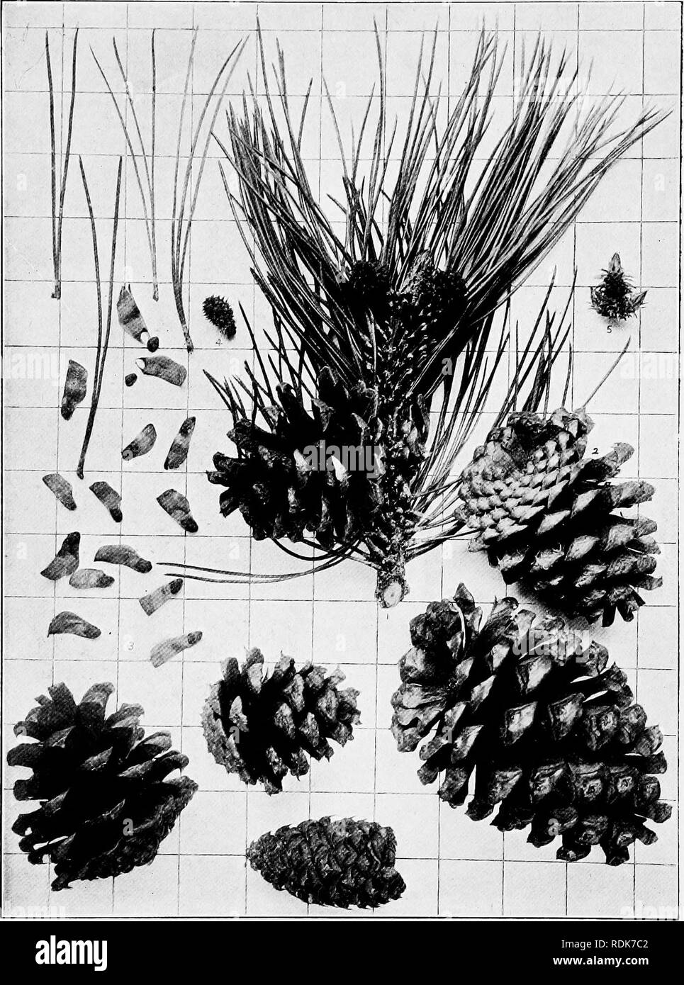 Handbook of Rocky Mountain Plants