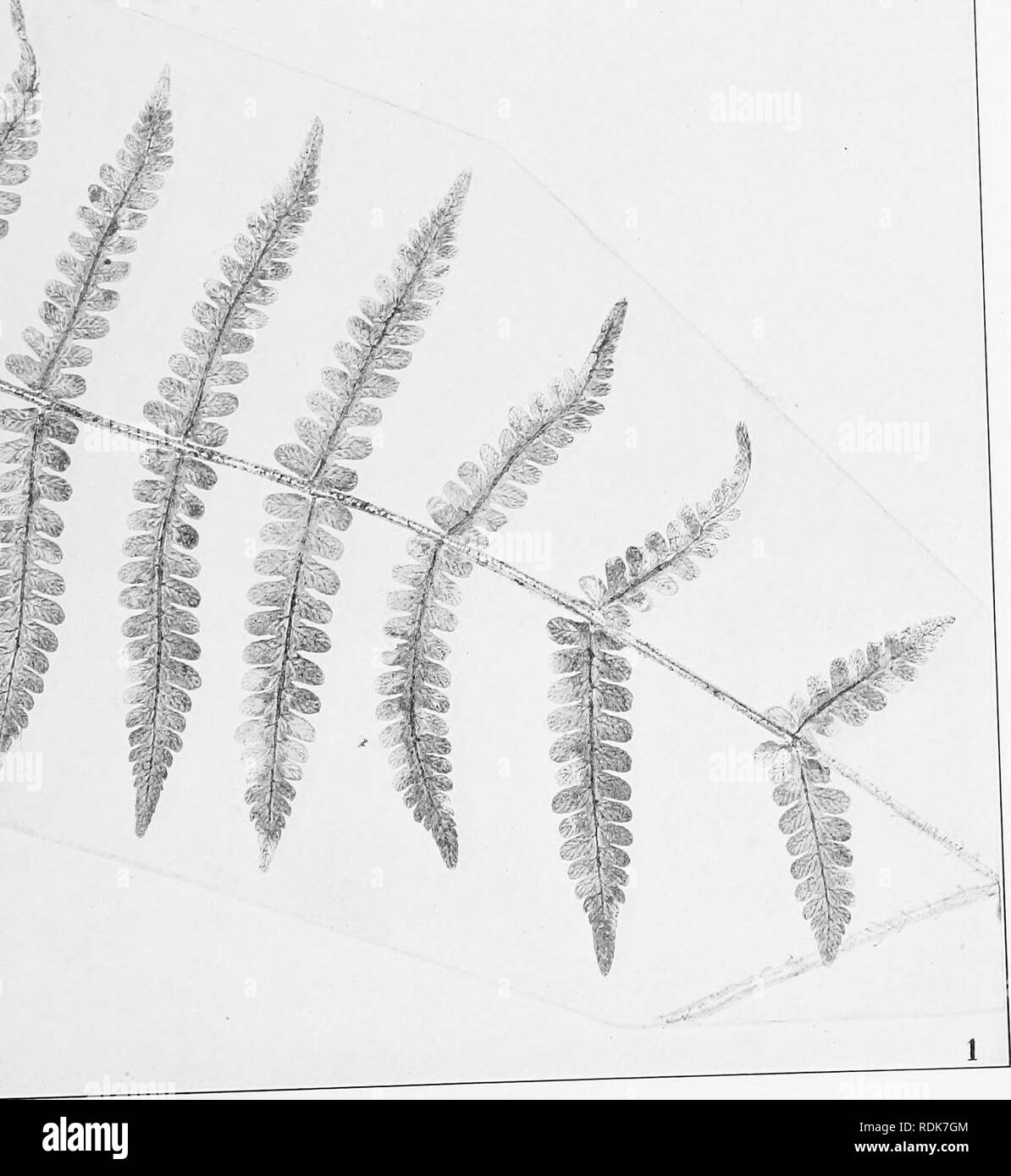 . How ferns grow. Ferns; Growth (Plants). &quot;^ ''C^ M^i MD (^ /i^. Spleenwort. Please note that these images are extracted from scanned page images that may have been digitally enhanced for readability - coloration and appearance of these illustrations may not perfectly resemble the original work.. Slosson, Margaret. New York, H. Holt Stock Photo