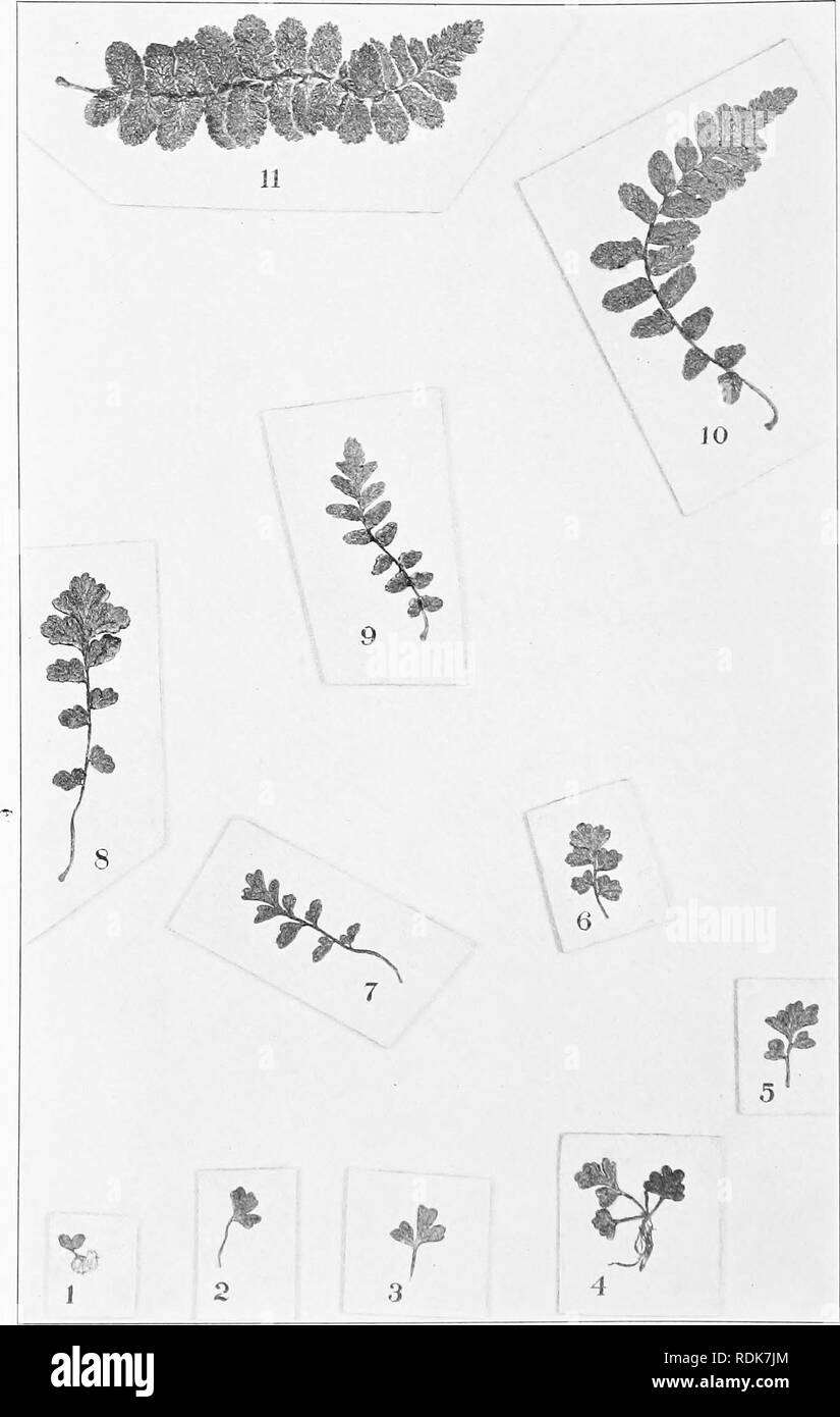 . How ferns grow. Ferns; Growth (Plants). Plate XVI.—Ebony Spleenwort. Please note that these images are extracted from scanned page images that may have been digitally enhanced for readability - coloration and appearance of these illustrations may not perfectly resemble the original work.. Slosson, Margaret. New York, H. Holt Stock Photo