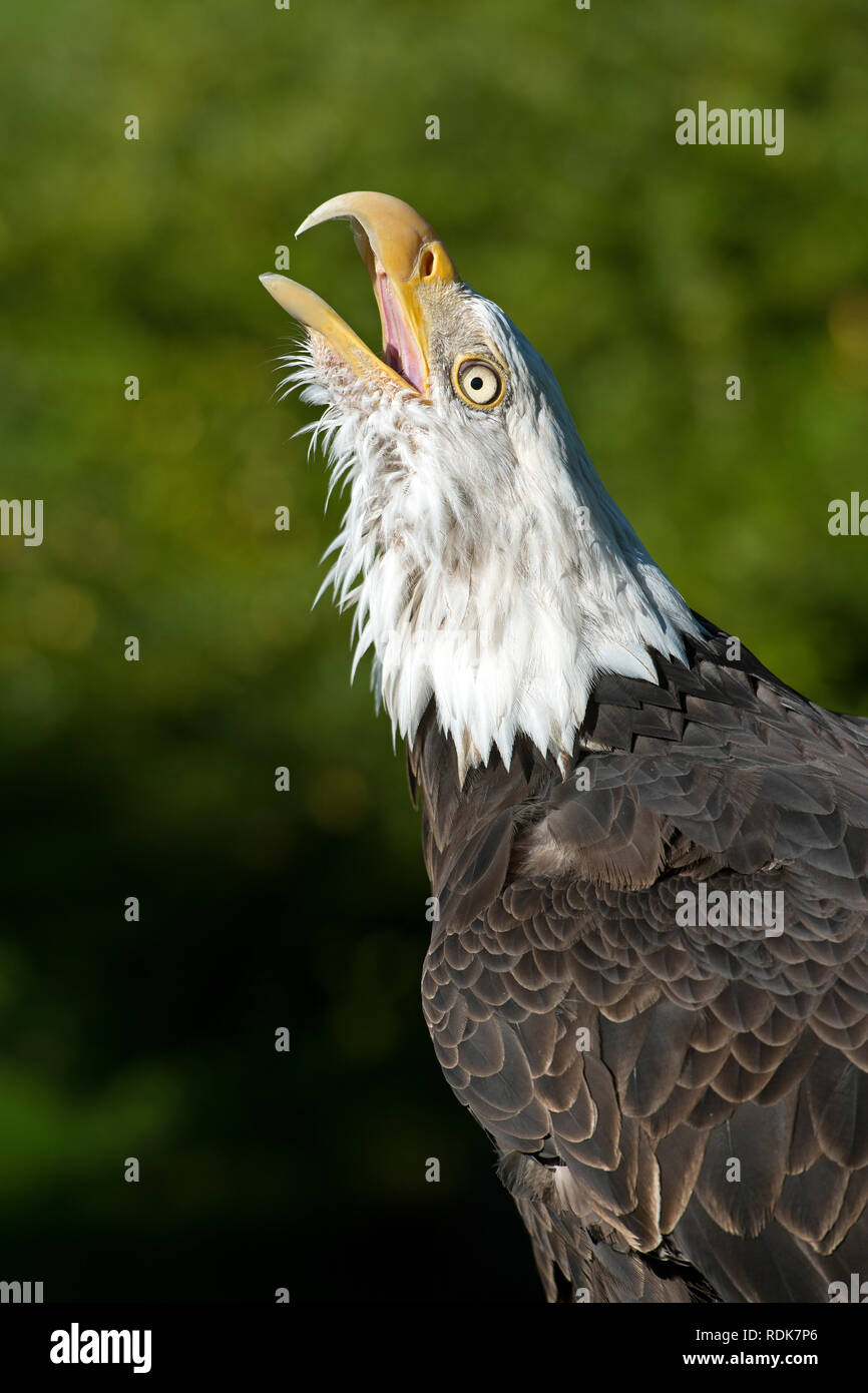 Bald Eagle (Halaeetus leucocephalus) Stock Photo