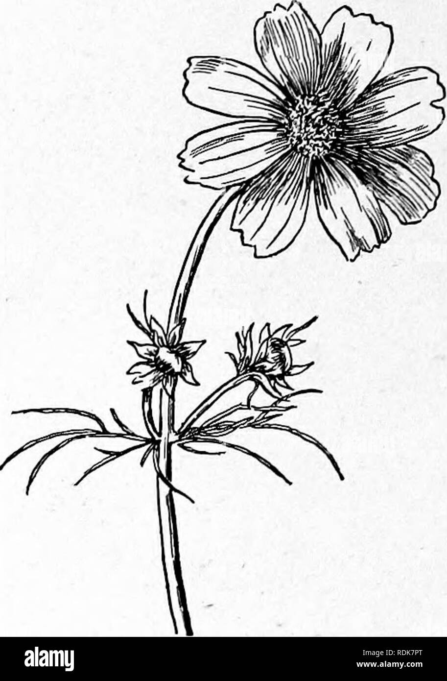 Hipinnatus hires stock photography and images Alamy