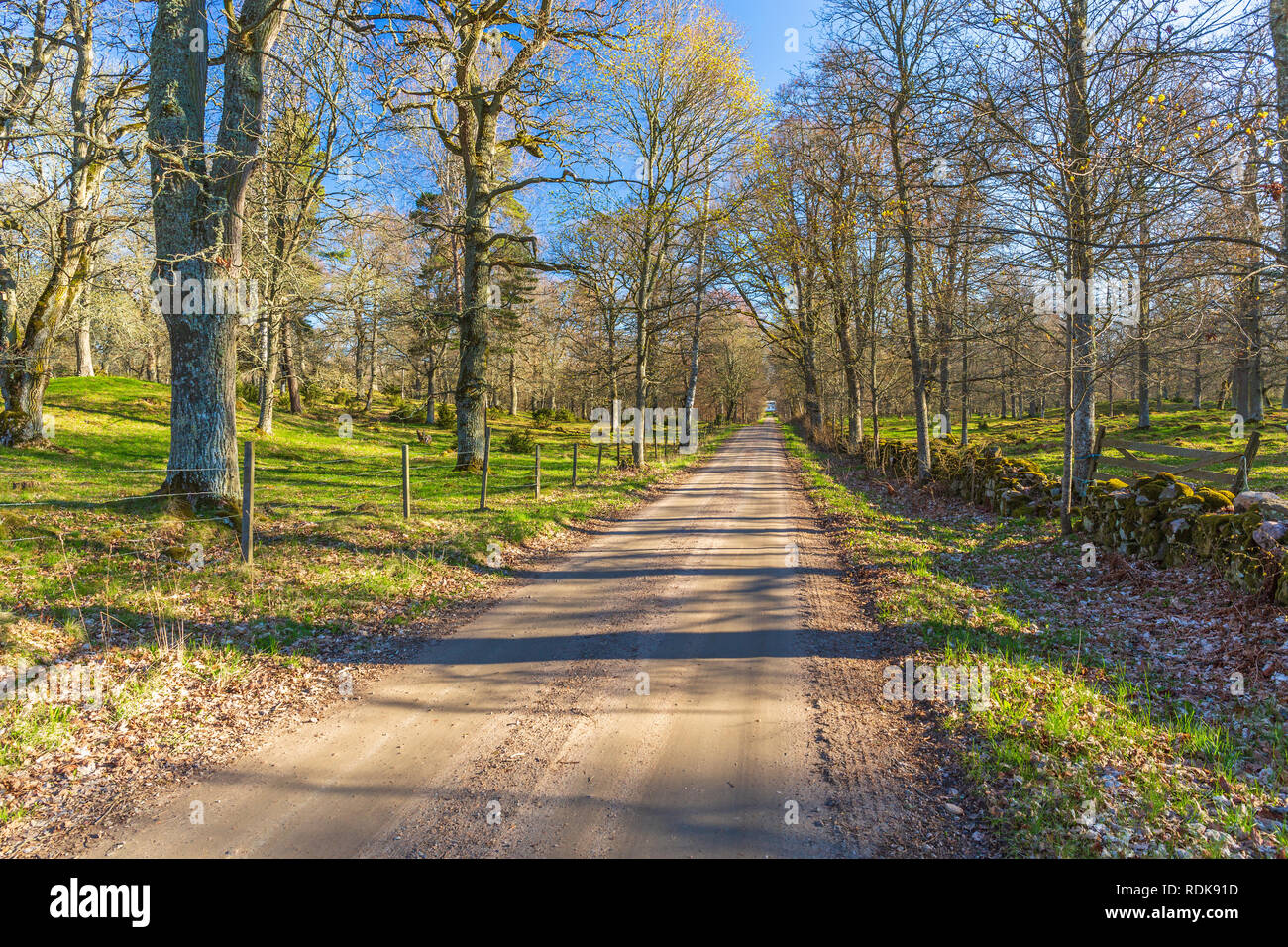 Gravel road through a deciduous forest in the spring Stock Photo