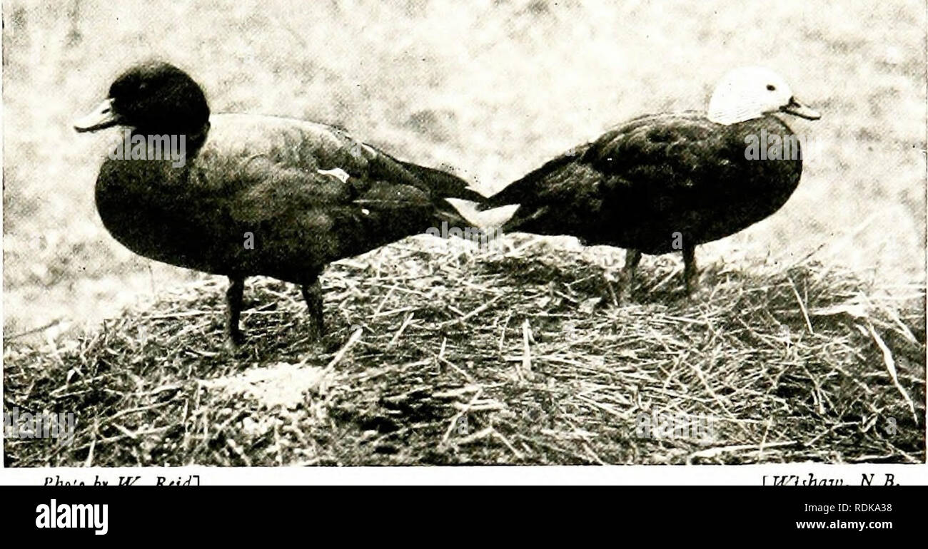 . Birds of other lands, reptiles, fishes, jointed animals and lower forms;. Zoology; Birds; Reptiles; Fishes. SCREAMERS, DUCKS, GEESE, AND SWANS 69 'â¢sf*'' *â ' 'â ''â ' '"â¢'SSl: '-." 'tJ domesticated breeds of ducks have been derived from the mallard. The commonest breed ditk-rs but little, save in its great size, from tiic wild parent form, but the most esteemed are those known as the Rouen and AVLKSBURV. The Pexguix-DUCK is the most aberrant and the ugliest of these breeds, having a peculiarly upright, awkward carriage, and ver - small wings. The Salt-water Ducks, or Divixc-duc Stock Photo