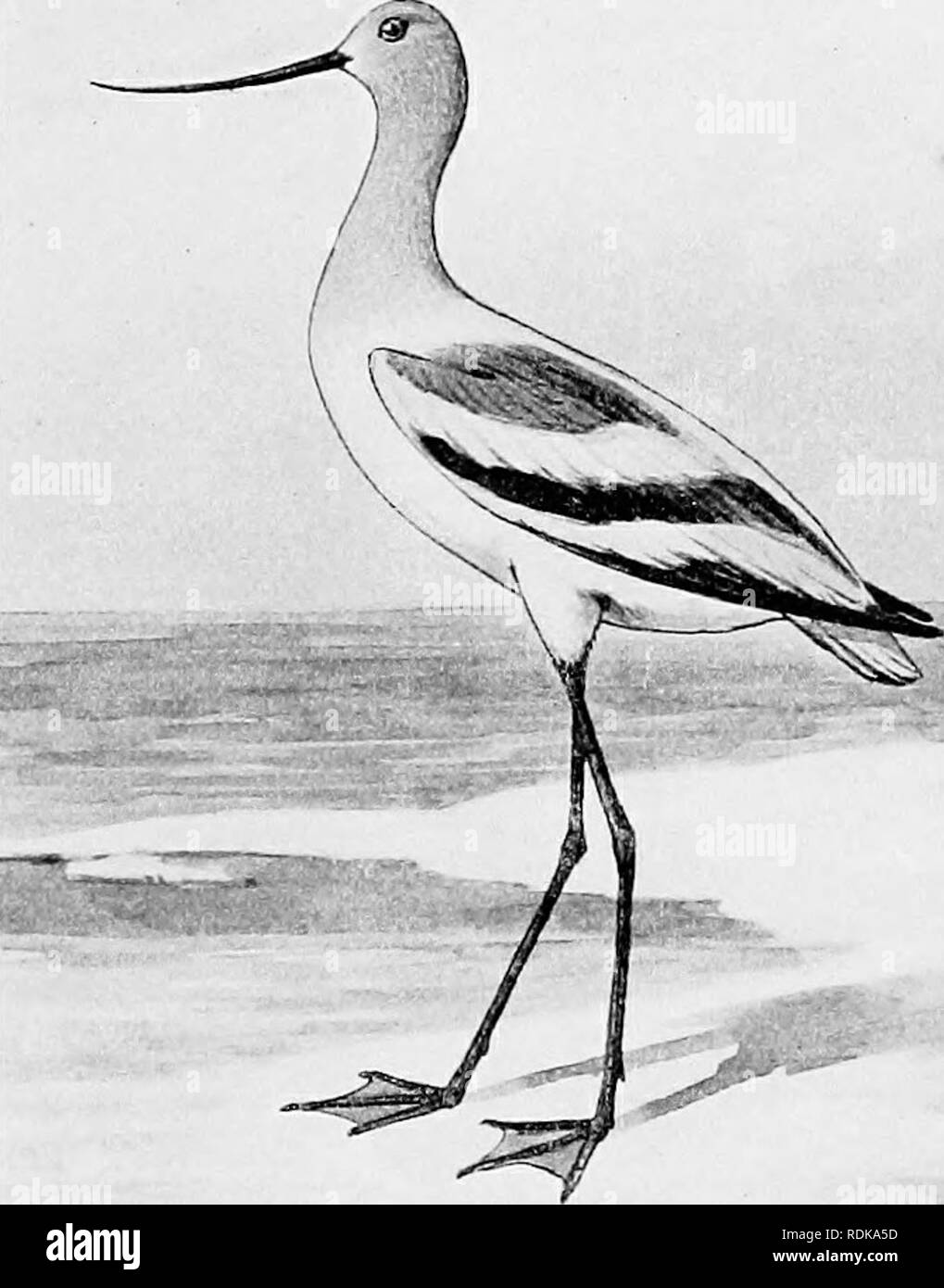 . The birds of Illinois and Wisconsin. Birds; Birds. Jan., 1909. Birds of Illinois and Wisconsin^Cory. 95 Back, grayish, mottled with dusky or whitish; bill, over 1.05; tarsus, over i inch; toes, with narrow web on sides; wing, 4.75 to 4.9s (male). Steganopus tricolor. Wilson's Phalarope. See No. 104. Family RECURVIROSTRIDvE. 'y AVOCETS AND STILTS. Legs, long; tarsus over 3.50 inches; bill, curved upward or straight. Bill, curved upward; head and neck, pale rufous (summer), white or grayish (winter); back and tail, white; axillars, white; belly, white; first primary, dark with dark shaft; toes Stock Photo